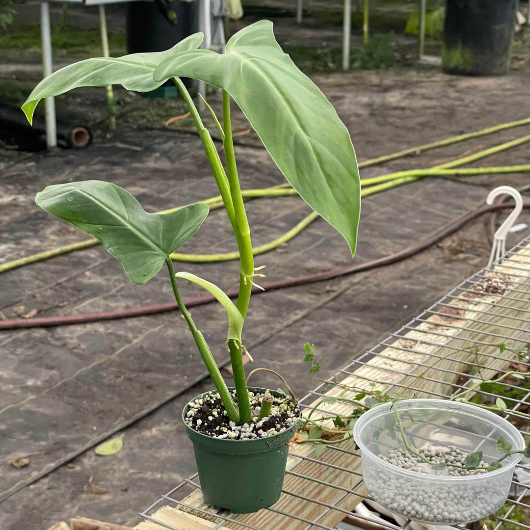 Gabriella Plants Philodendron 3" Philodendron oxapapense aff.