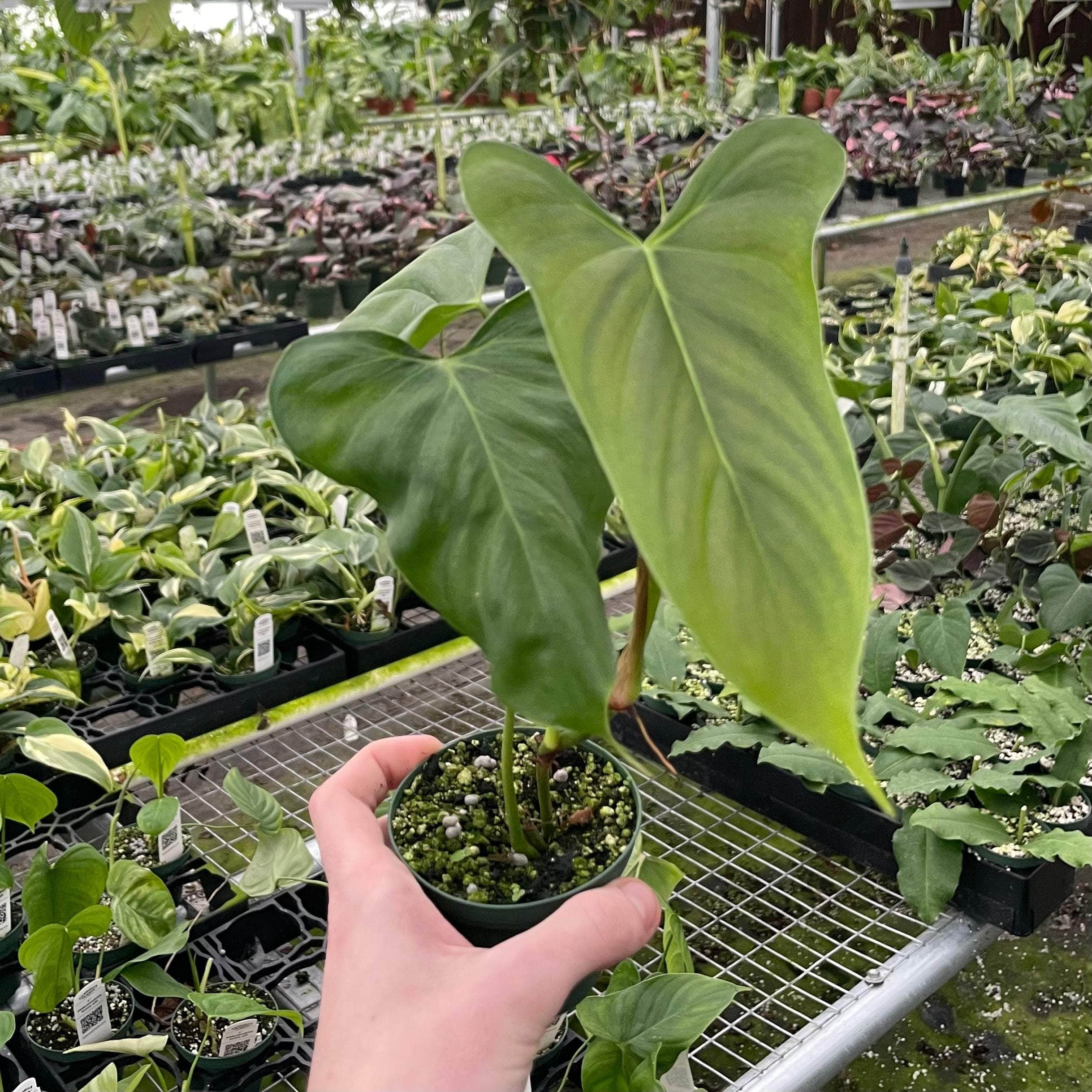 philodendron oxapapense care Philodendron oxapapense 'Fedec'