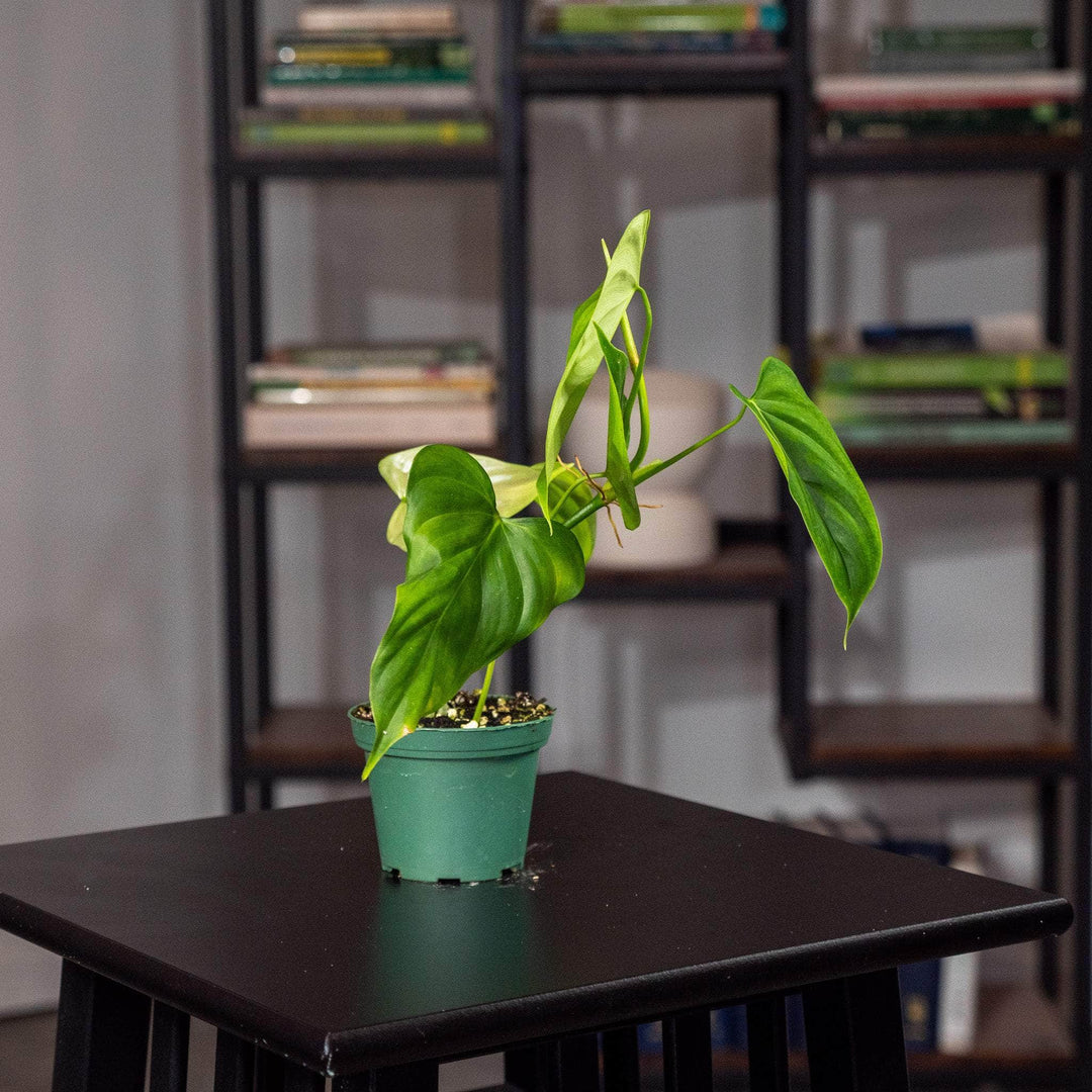 philodendron oxapapense triangular Philodendron oxapapense 'Triangular'