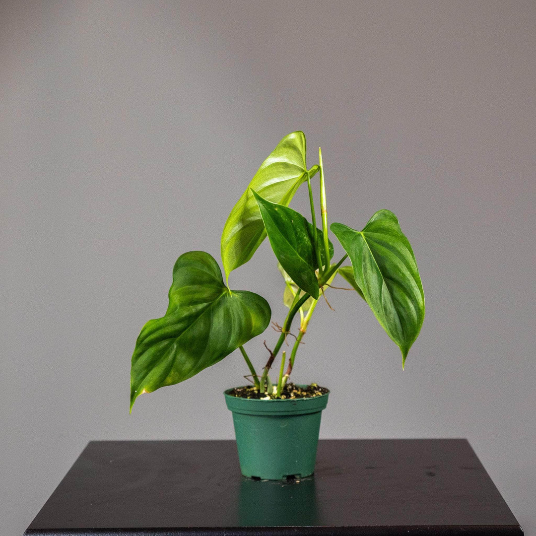 oxapapense philodendron Philodendron oxapapense 'Triangular'