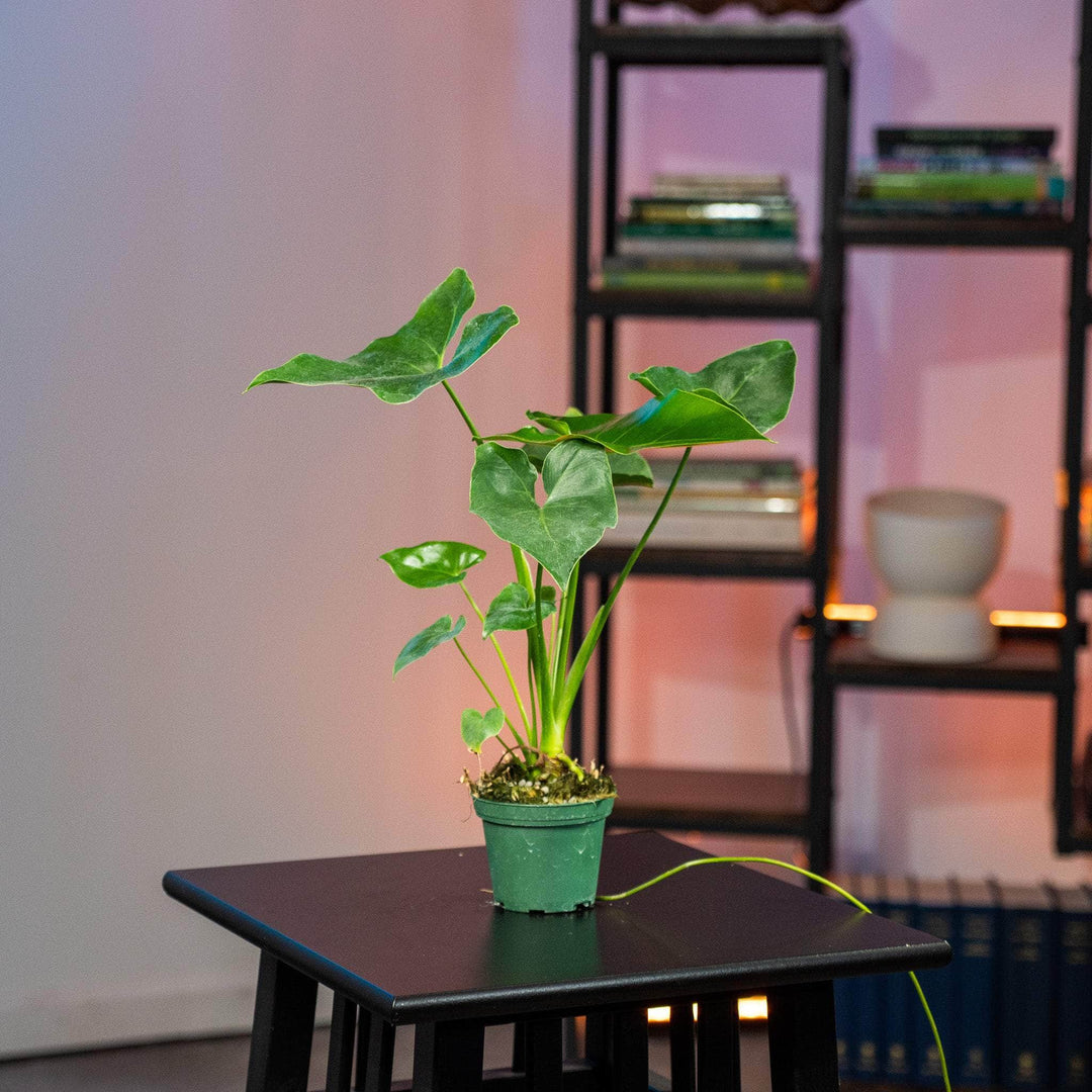 philodendron hashtags Philodendron 'Ruckus'