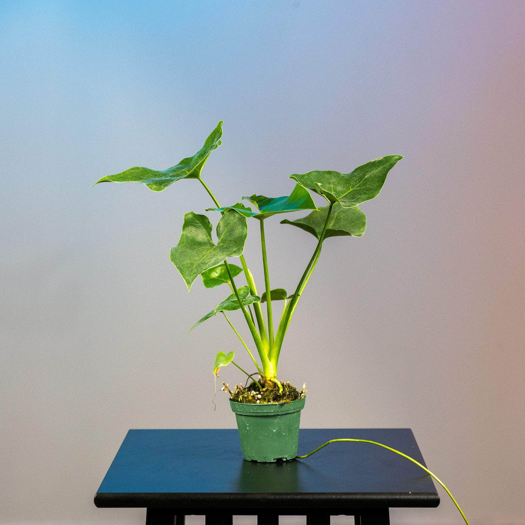 philodendron stenolobum propagation Philodendron 'Ruckus'