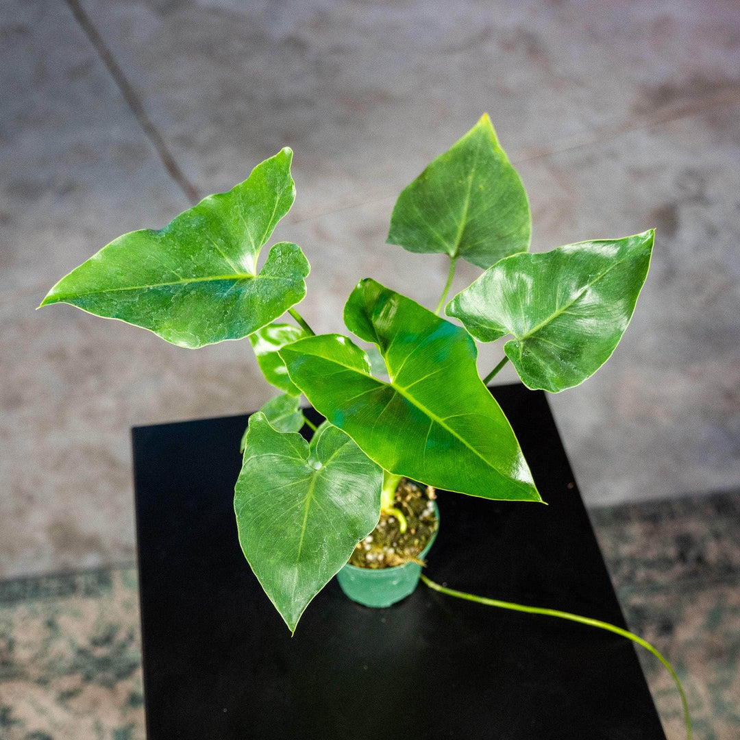 panda philodendron Philodendron 'Ruckus'