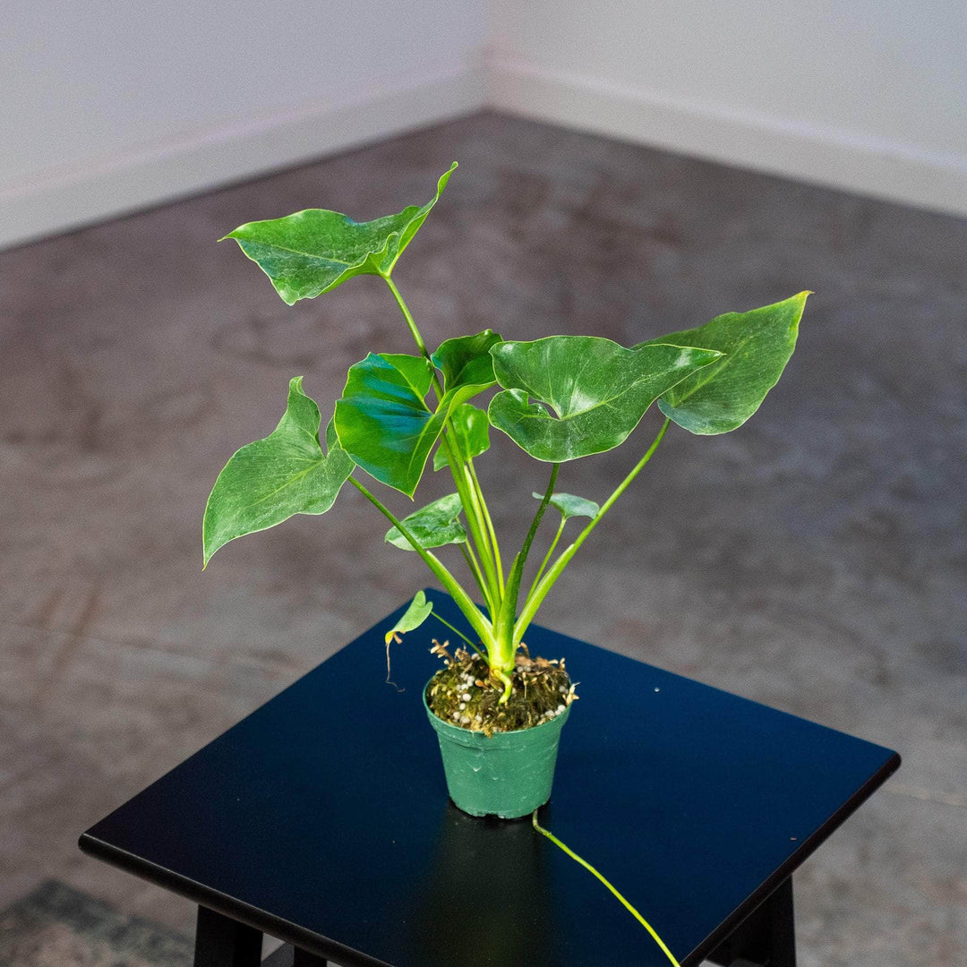 is coffee water good for a philodendron Philodendron 'Ruckus'