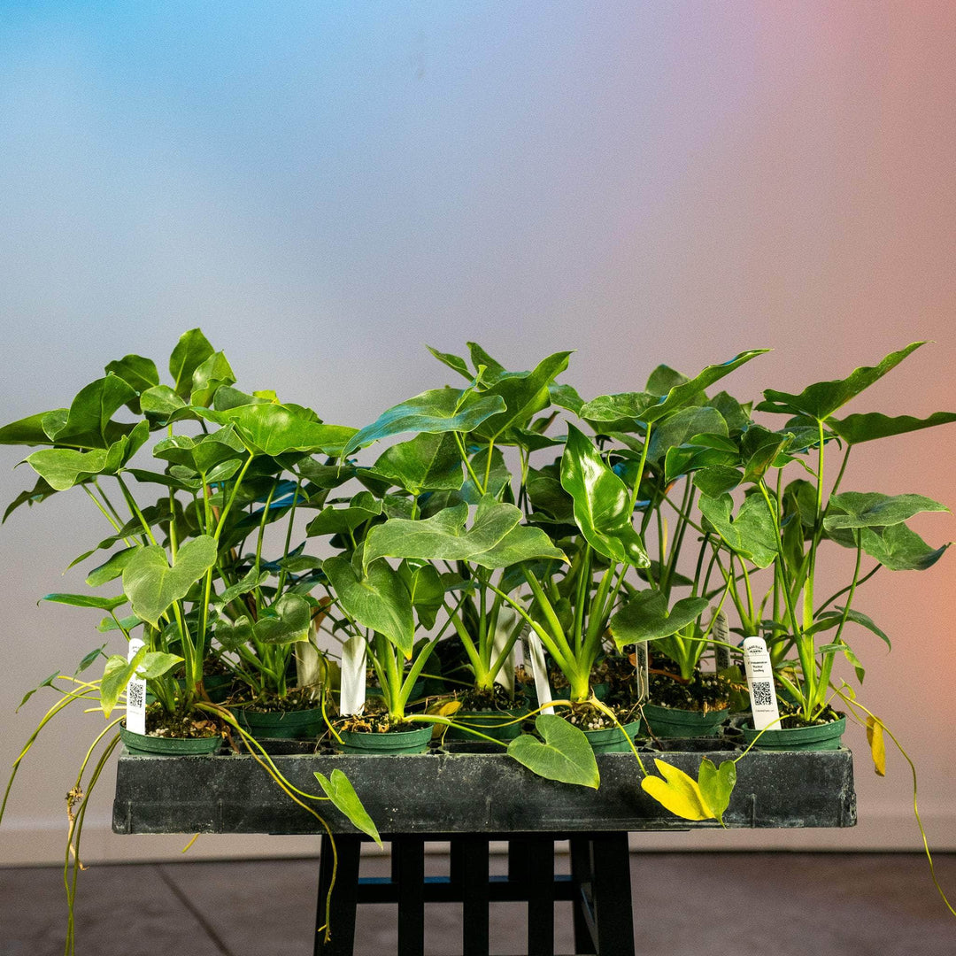water plant philodendron Philodendron 'Ruckus'