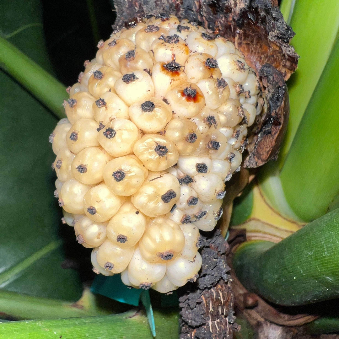 philodendron fruit edible Philodendron 'Ruckus'