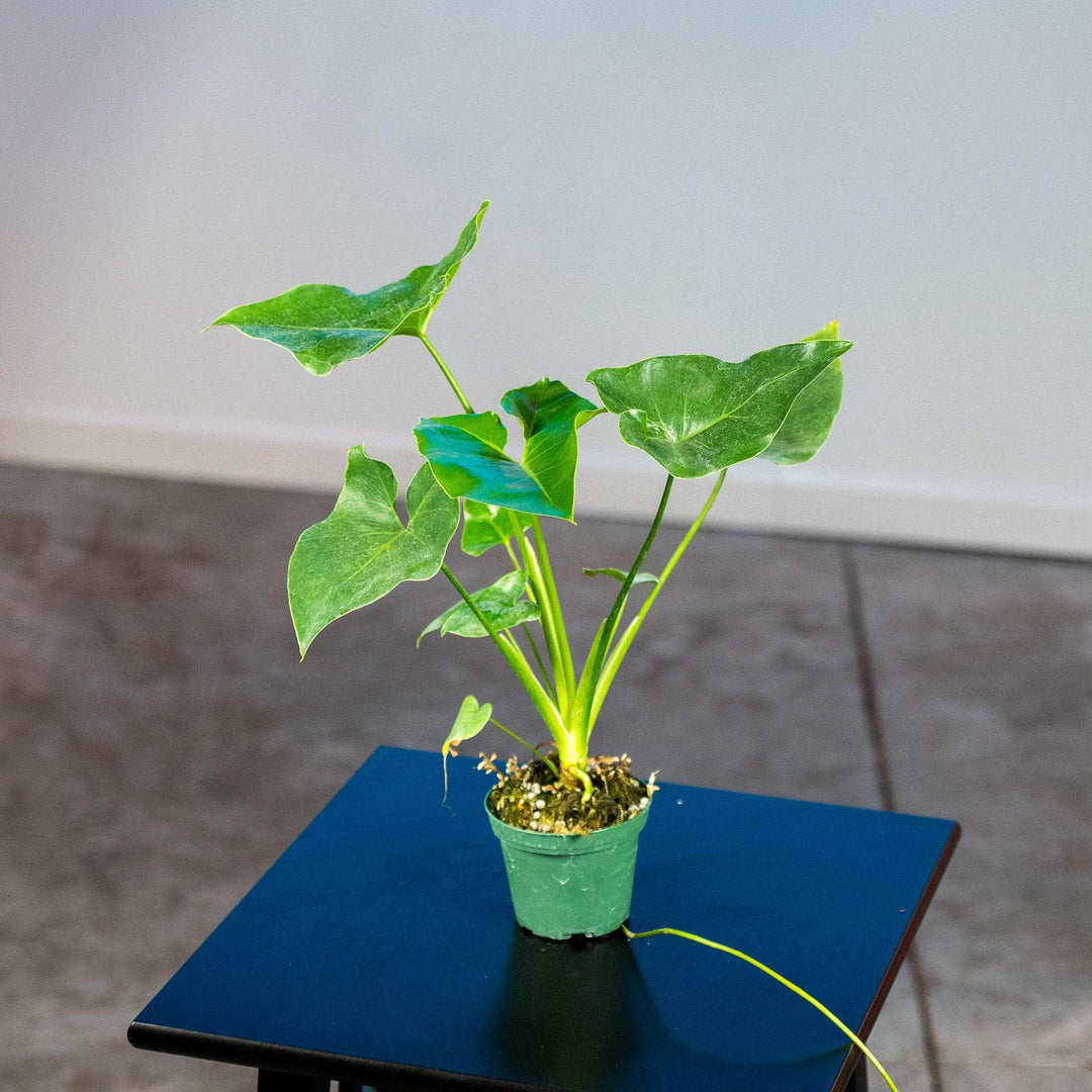 Gabriella Plants Philodendron 3" Philodendron 'Ruckus' Seedling