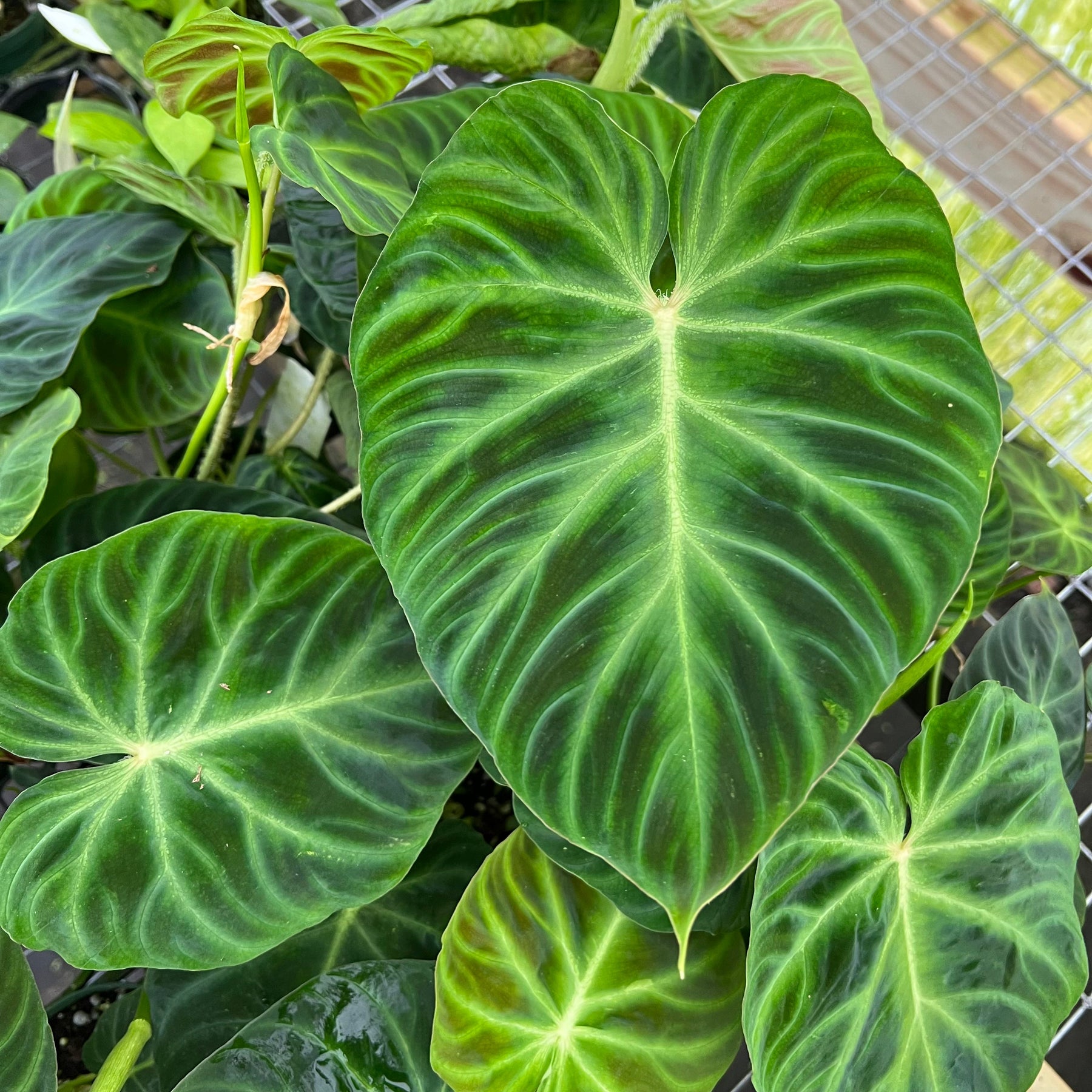 philodendron maxima Philodendron verrucosum