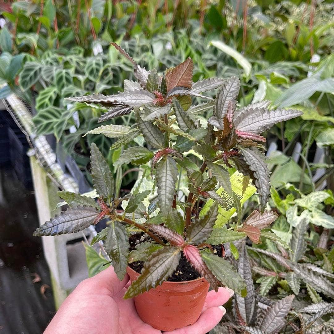 dark mystery house plant Pilea 'Dark Mystery'