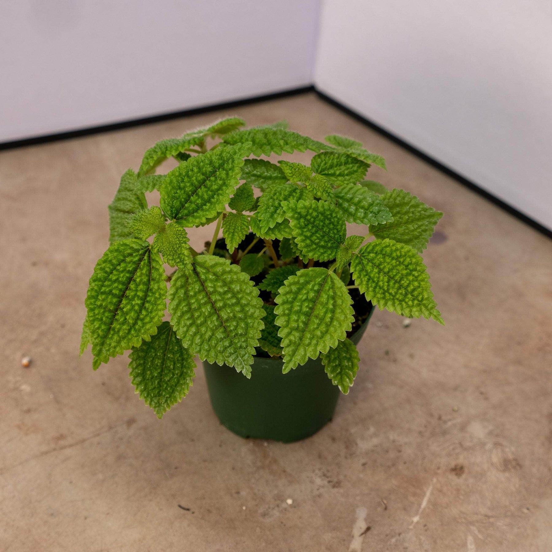 moon valley house plant Pilea mollis 'Moon Valley'