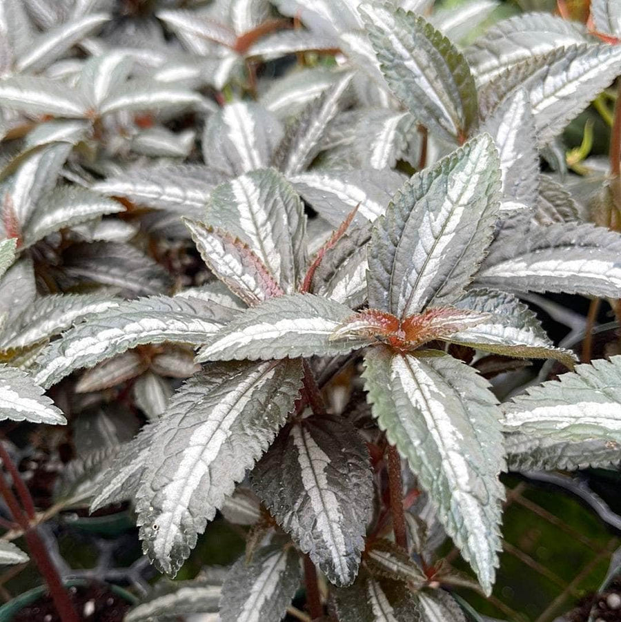 Small Silver Tree Pilea 'Silver Tree' – Gabriella Plants