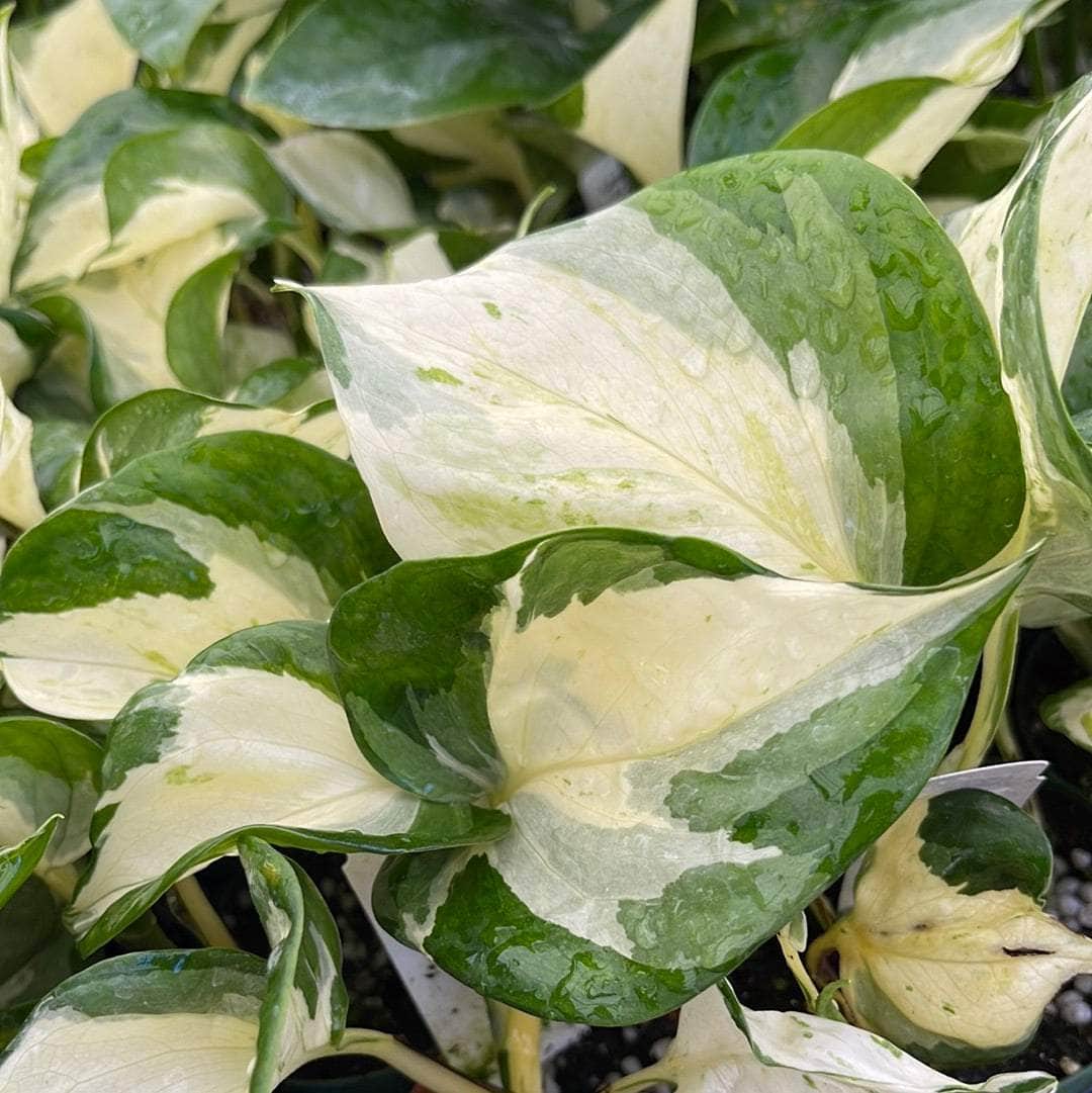 manjula pothos variegated Pothos Epipremnum aureum 'Manjula'