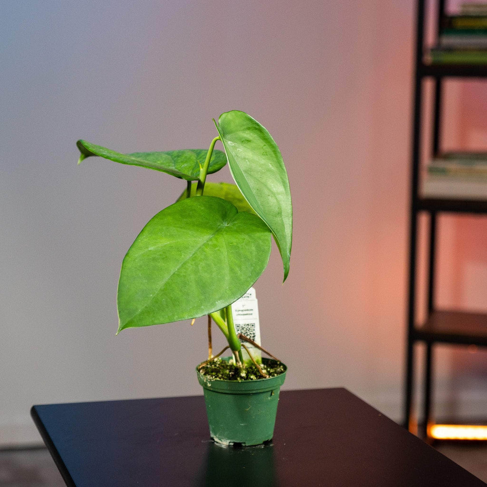 Gabriella Plants Syngonium 3" Syngonium chiapense