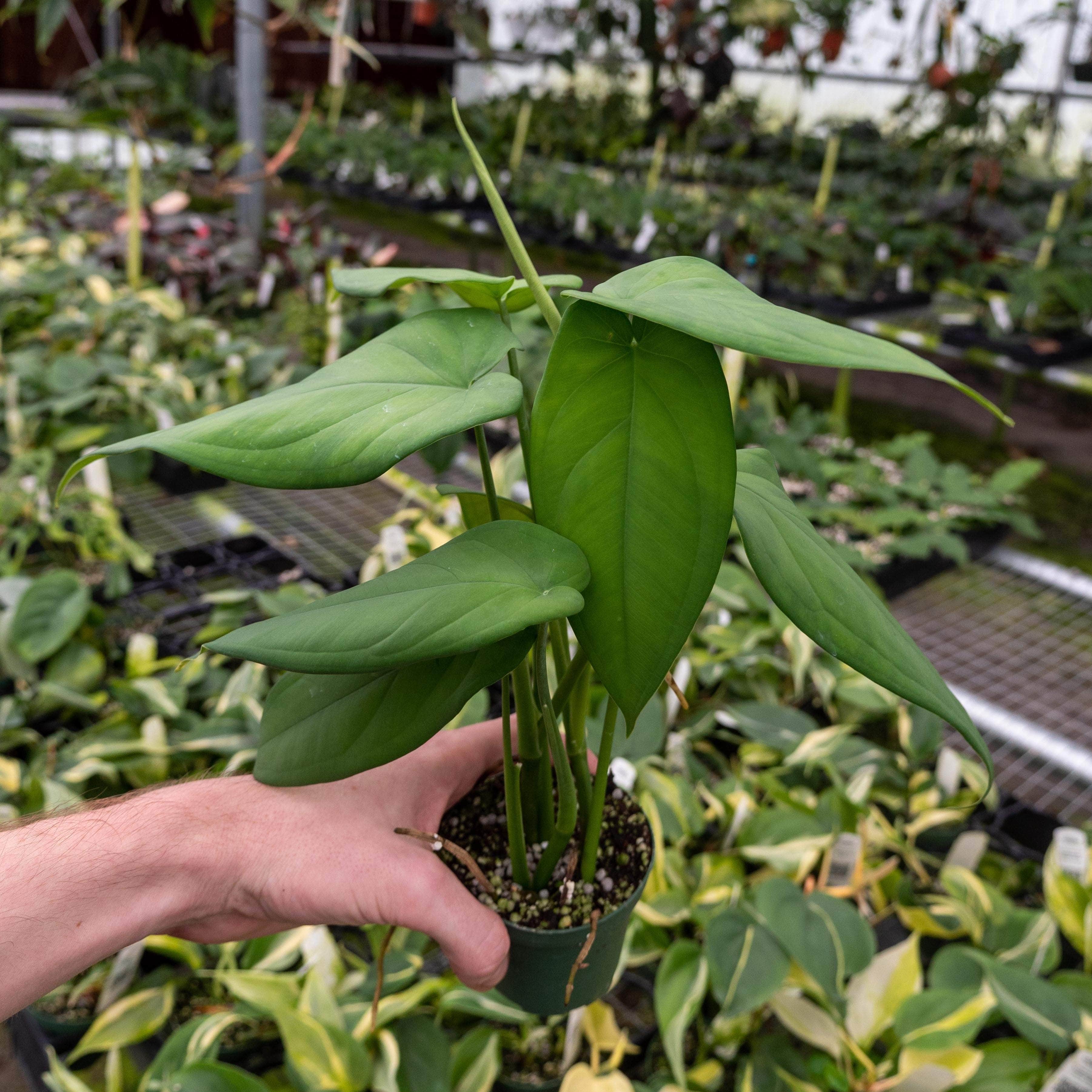 philodendron macrophyllum Syngonium macrophyllum