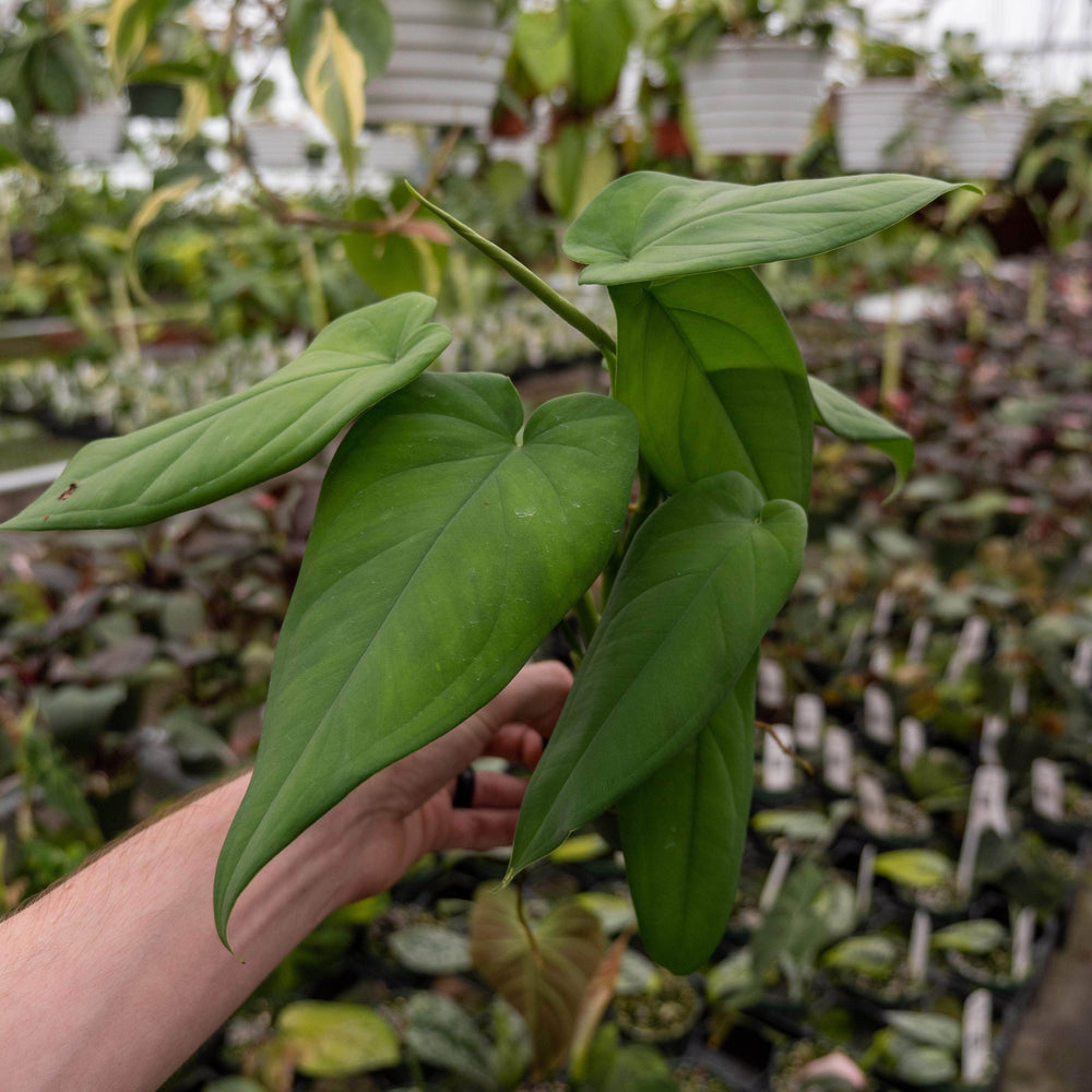 philodendron macrophyllum Syngonium macrophyllum