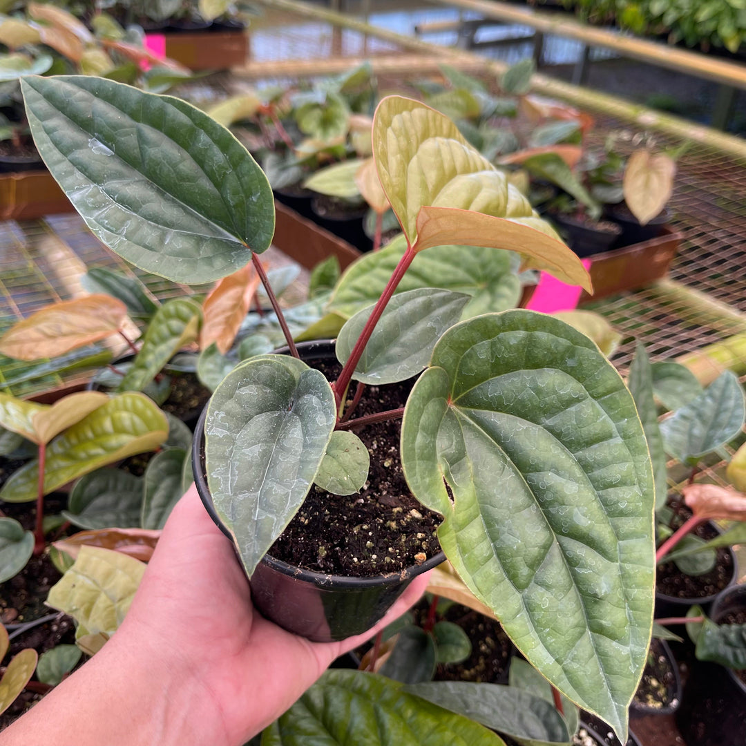 anthurium radicans vs luxurians Anthurium radicans x luxurians