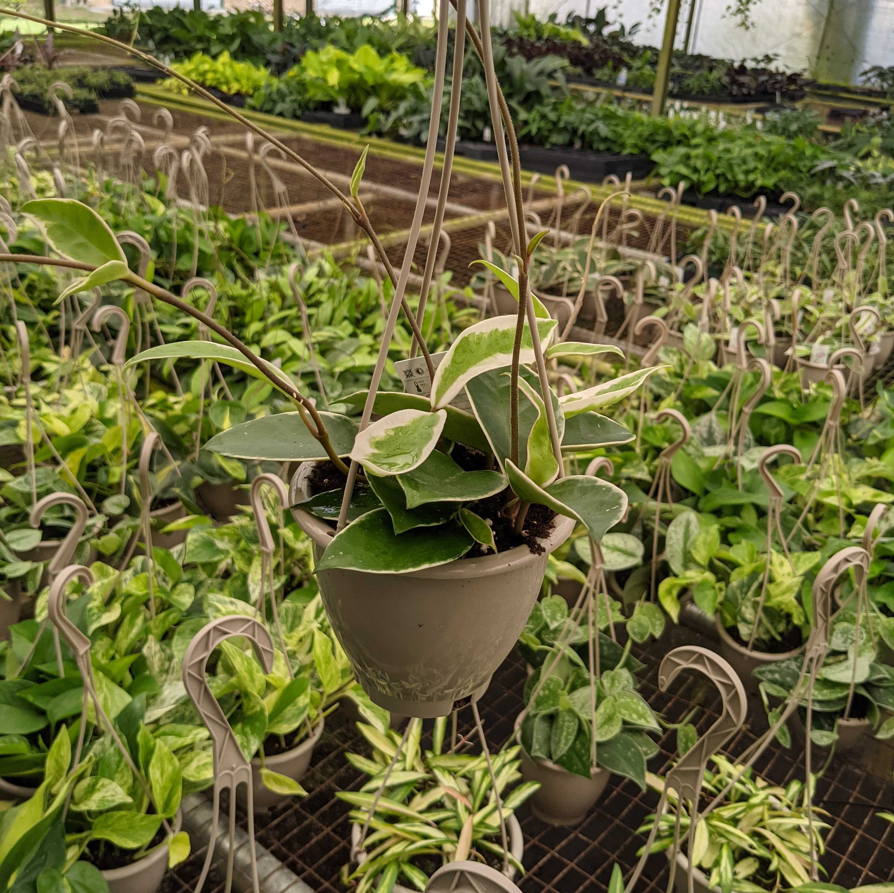 Gabriella Plants Hoya 4.5" Hoya carnosa 'Krimson Queen' Hanging Basket