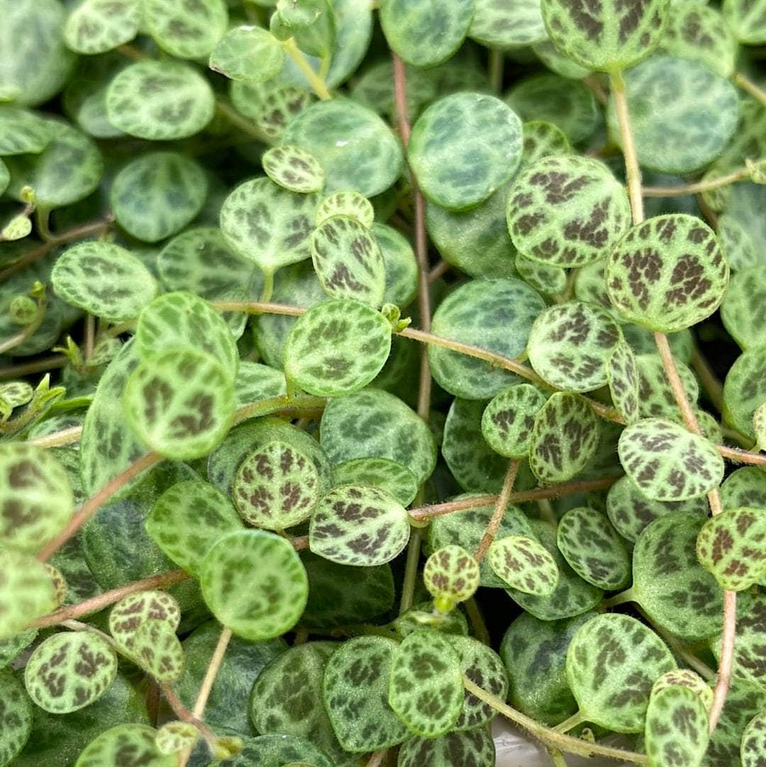 turtle indoor plant Peperomia prostrata "String of Turtles"