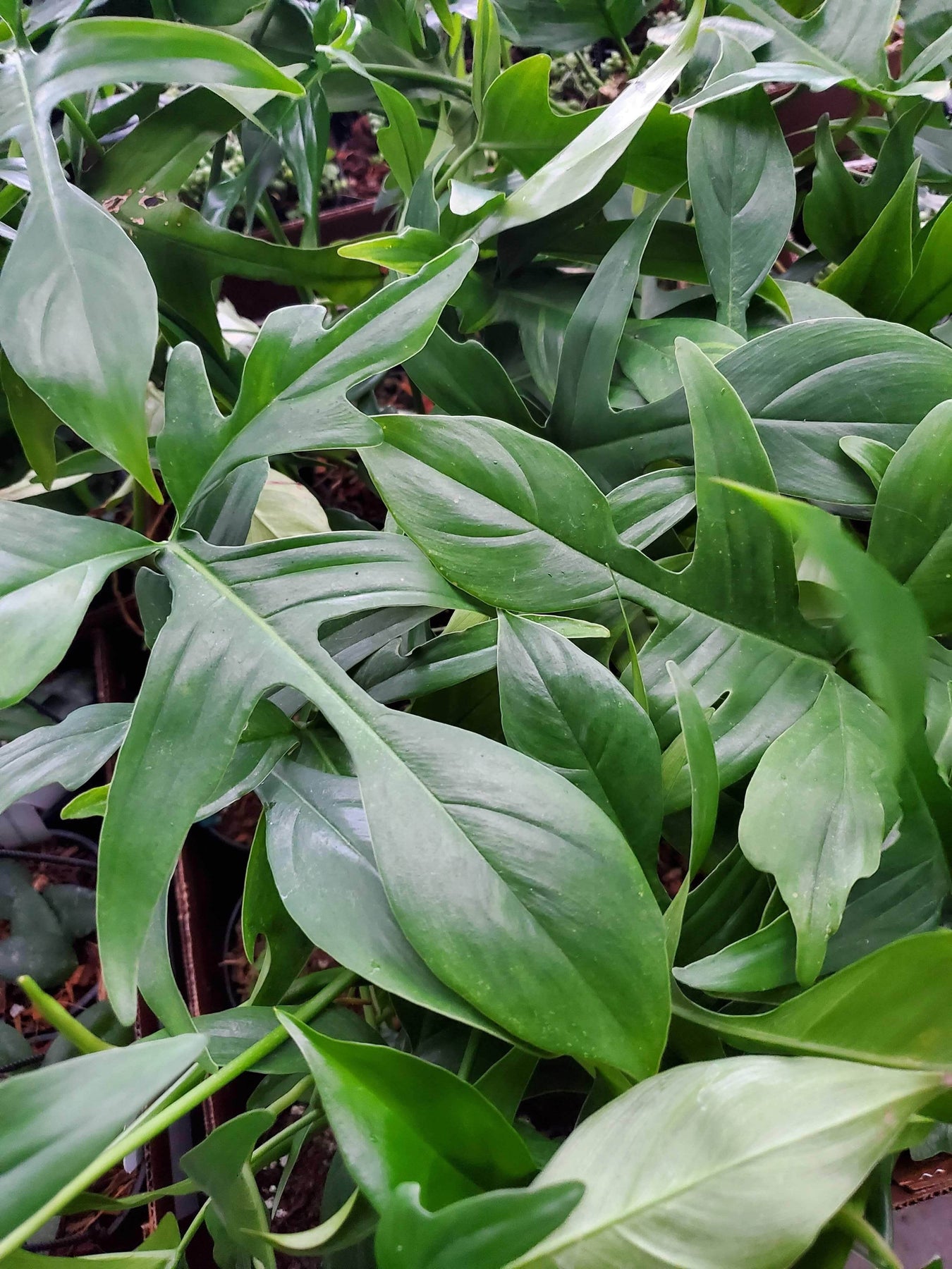 glad hands philodendron care Philodendron pedatum 'Glad Hands'