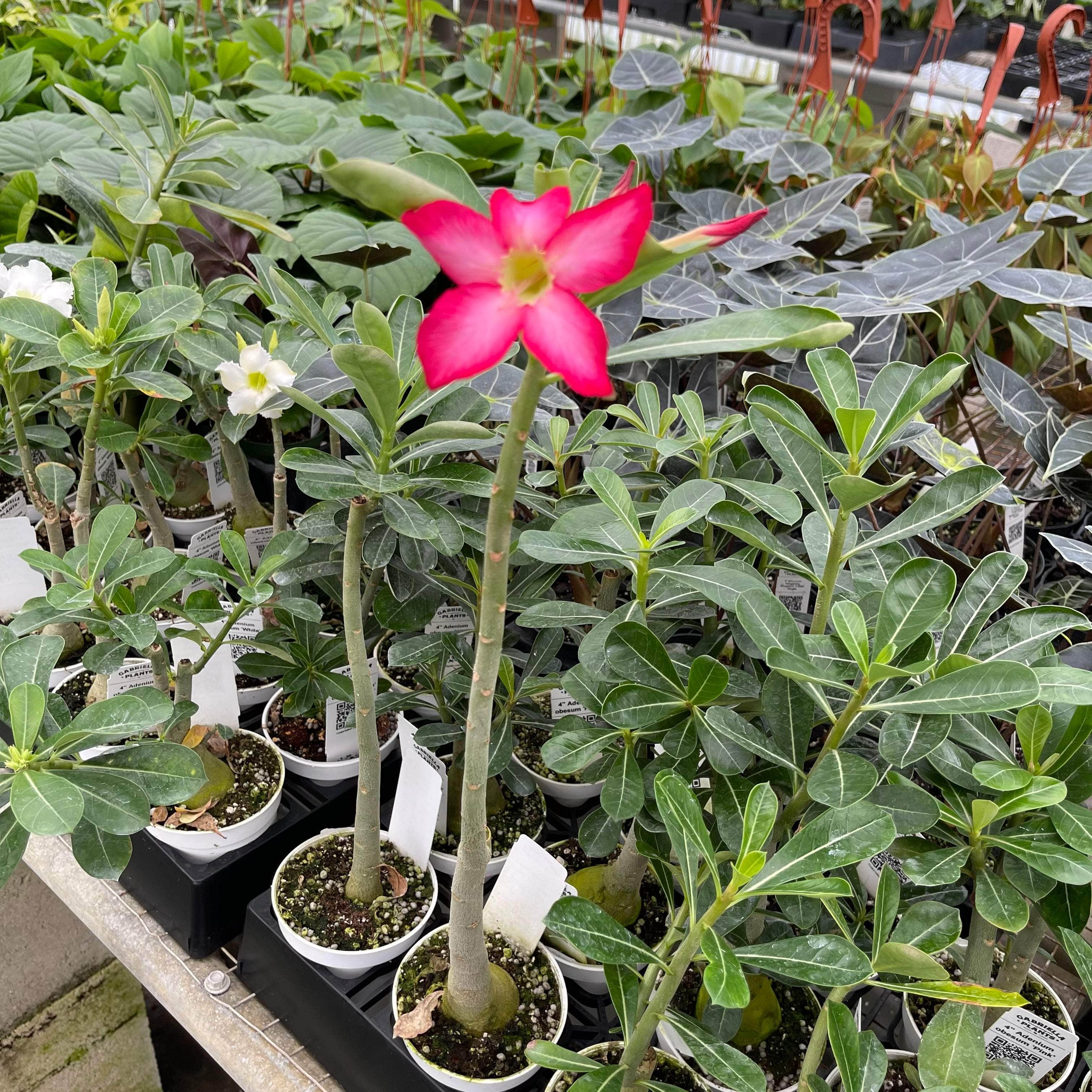 Gabriella Plants Other 4" Adenium obesum 'Pink'