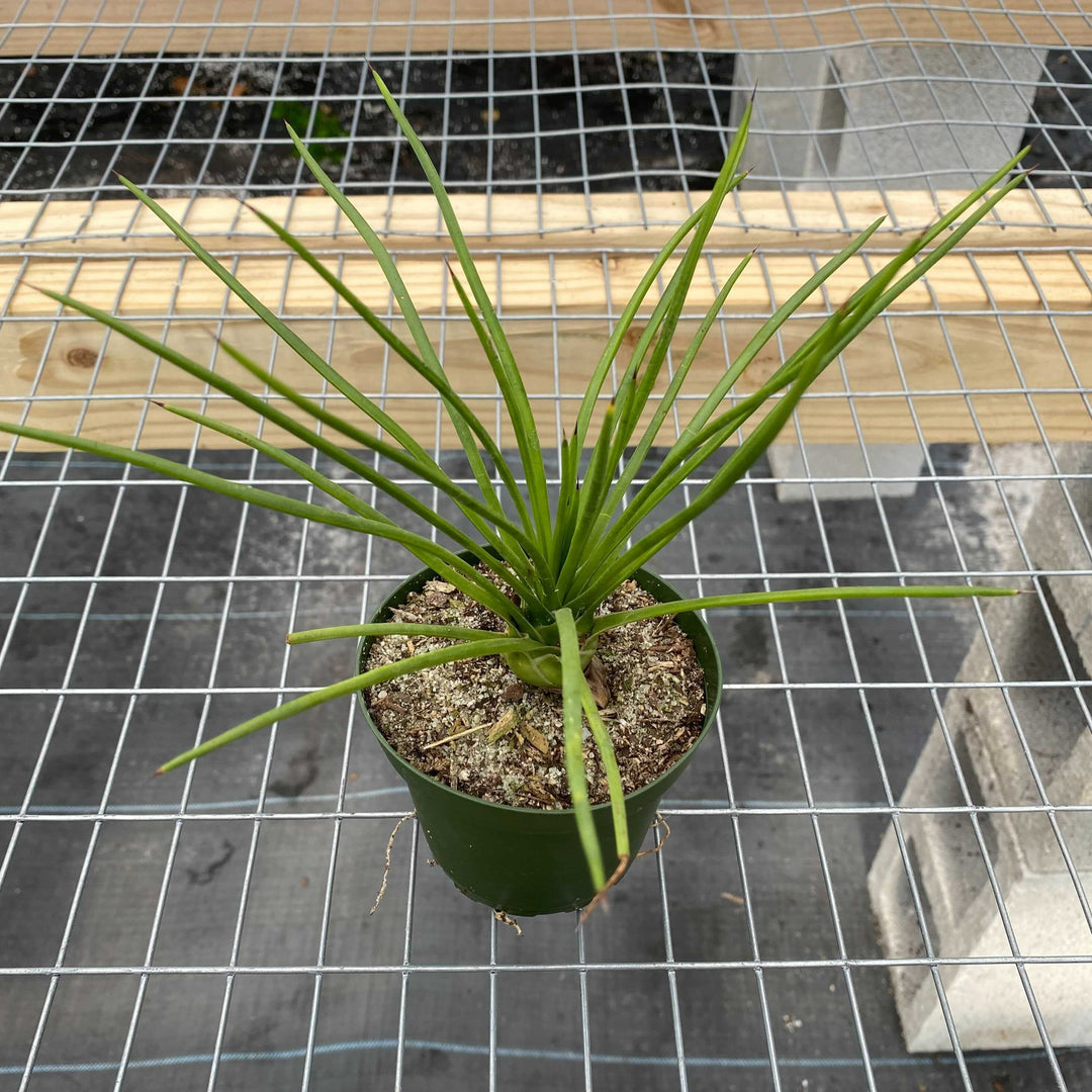 spaghetti plant succulent Agave geminiflora 'Spaghetti Strap'