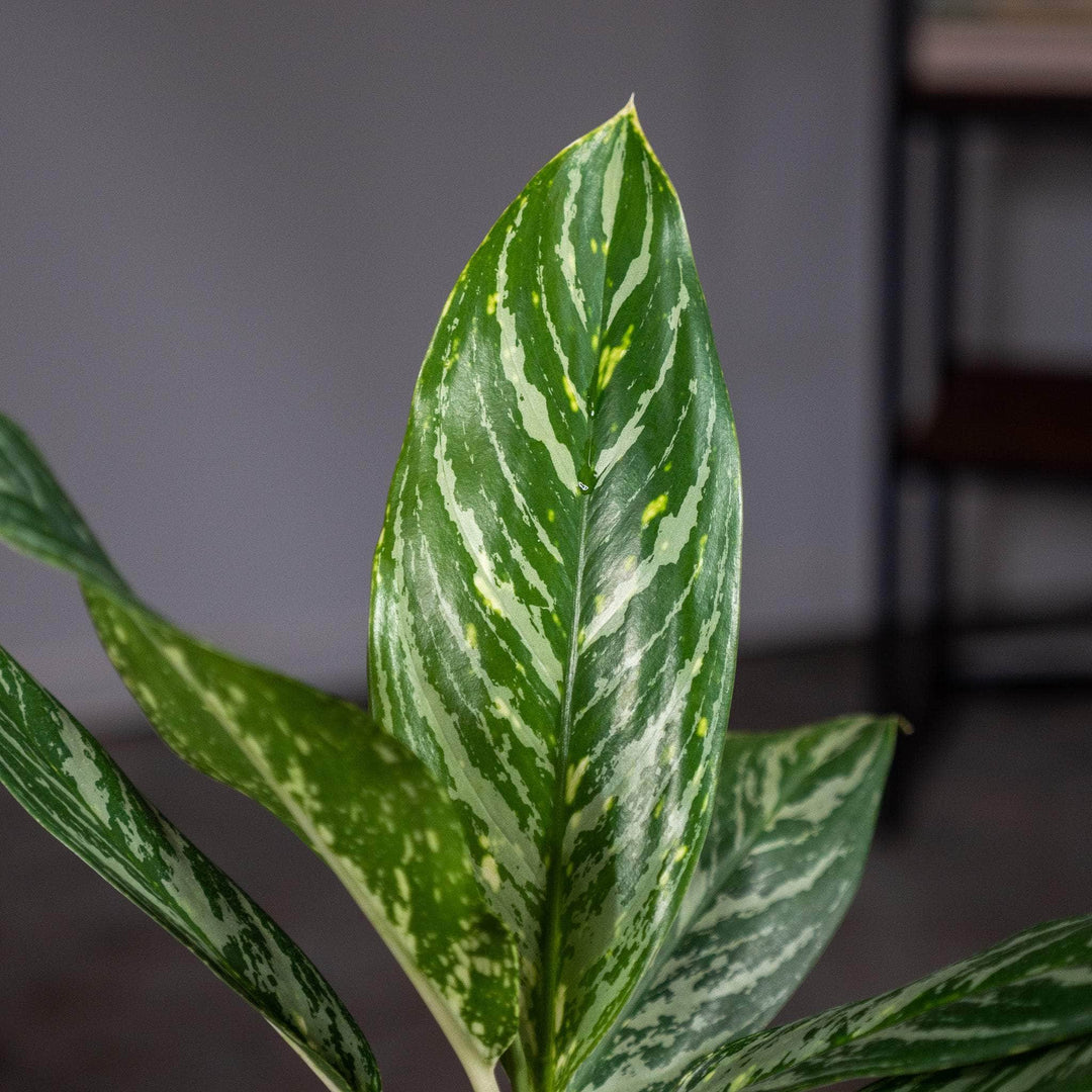 aglaonema golden madonna Aglaonema 'Golden Madonna'