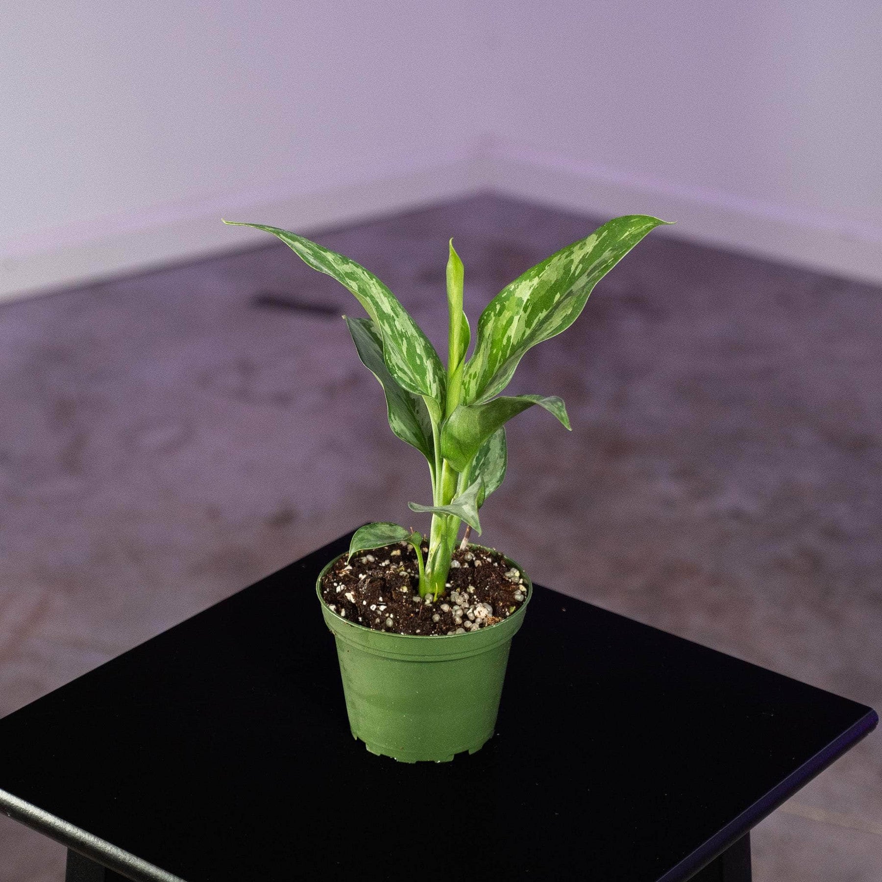 aglaonema green lady Aglaonema 'Green Lady'
