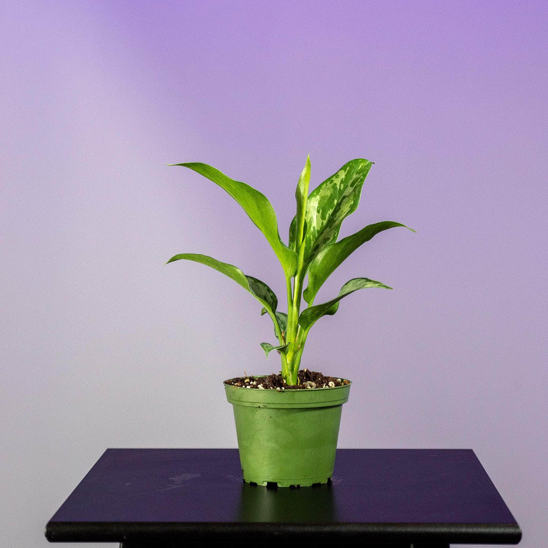 aglaonema purple Aglaonema 'Green Lady'