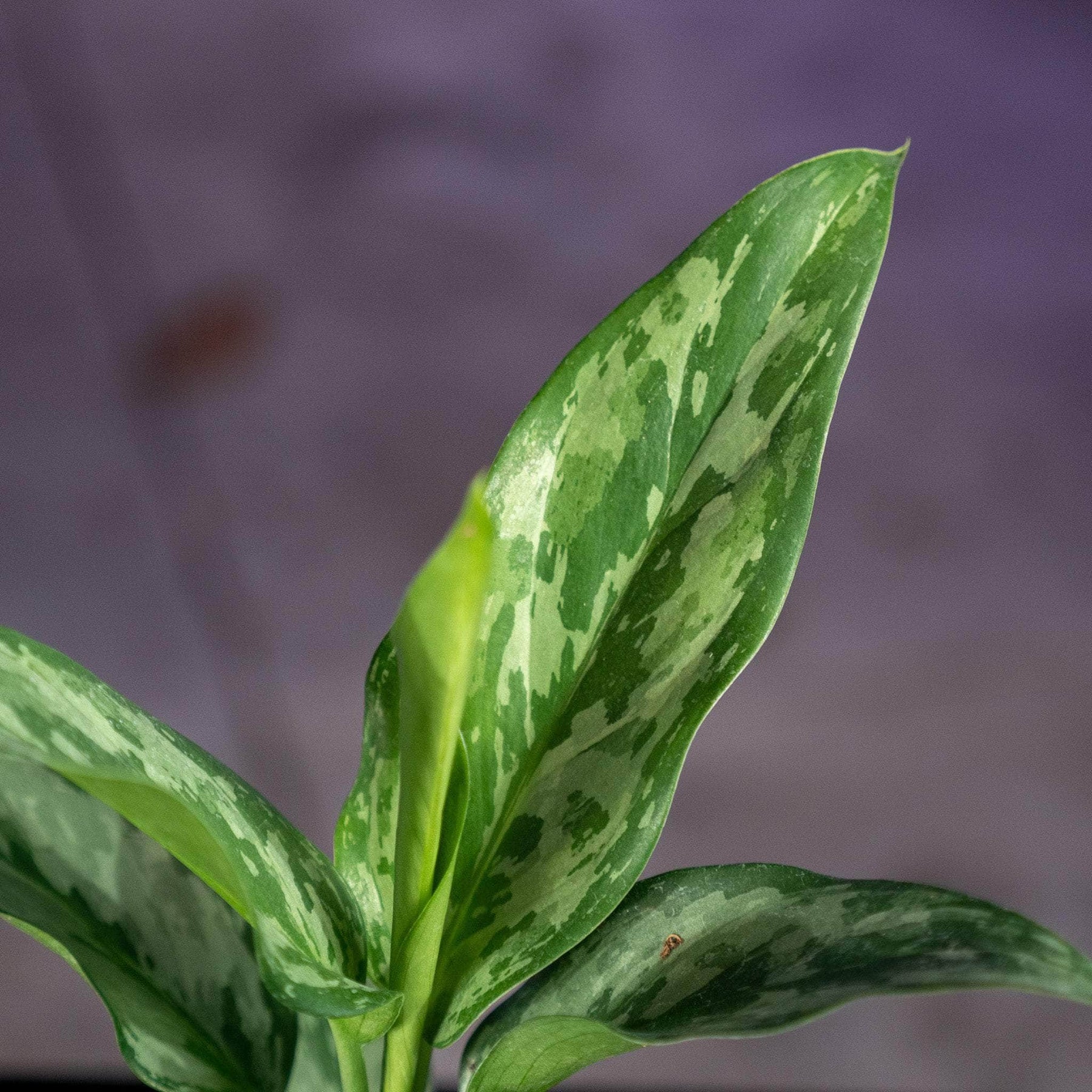 aglaonema green plant Aglaonema 'Green Lady'