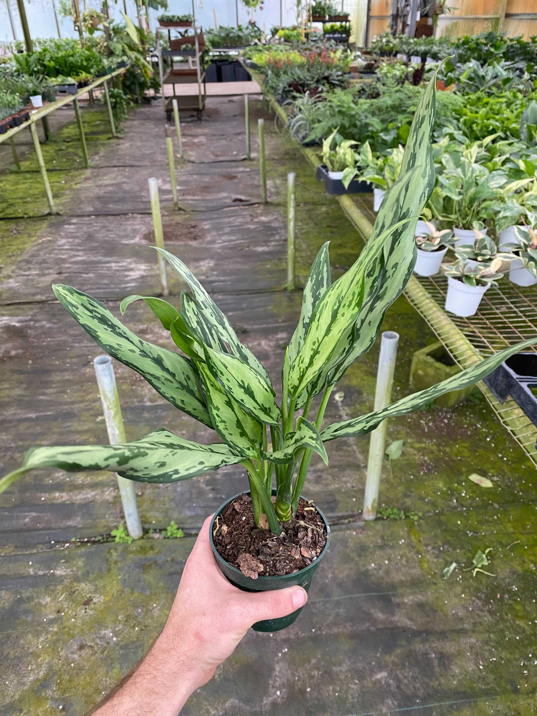 aglaonema miss juliet Aglaonema 'Juliette'