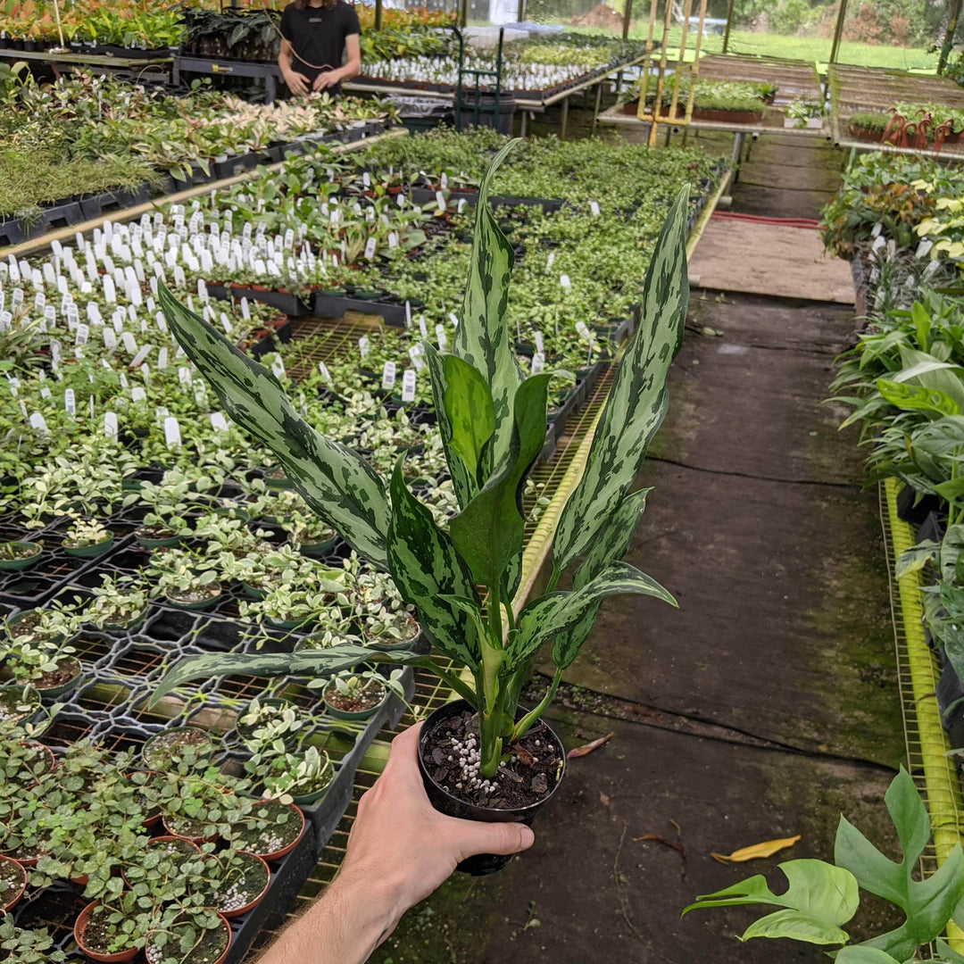 aglaonema miss juliette Aglaonema 'Juliette'