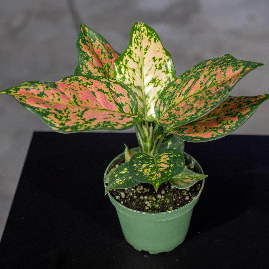 Gabriella Plants Other 4" Aglaonema 'Lucky Red'