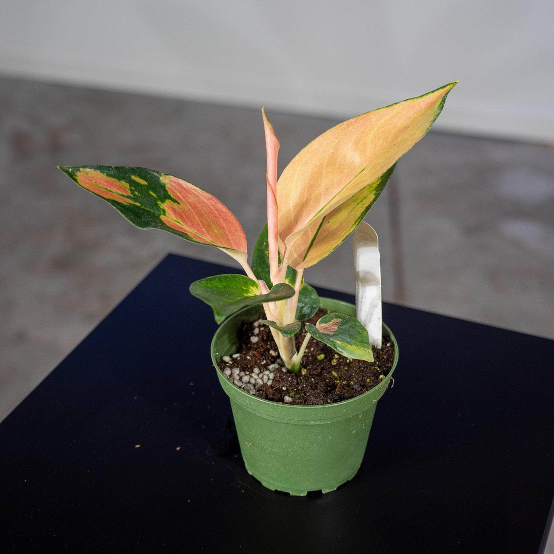 aglaonema plant scientific name Aglaonema 'Red Fountain'
