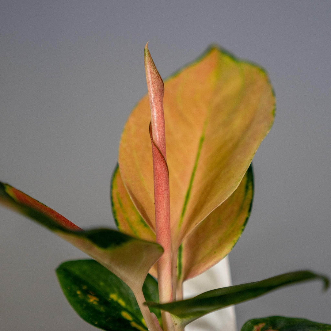 aglaonema favion Aglaonema 'Red Fountain'