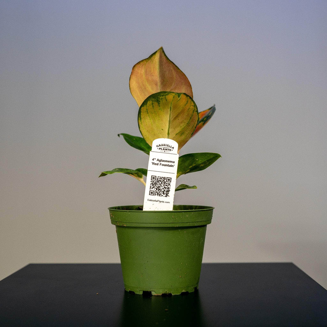 aglaonema favion Aglaonema 'Red Fountain'