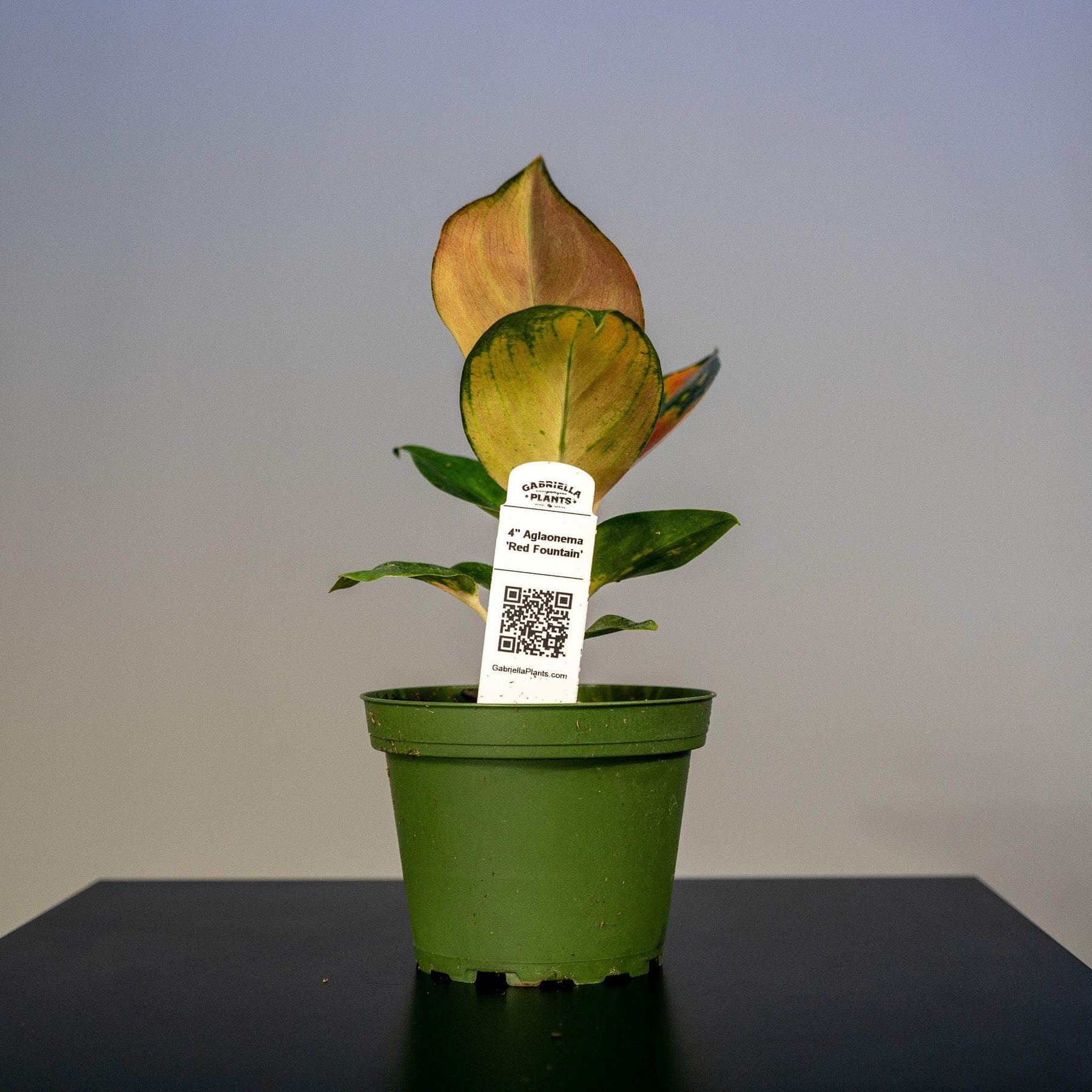 aglaonema red fountain Aglaonema 'Red Fountain'