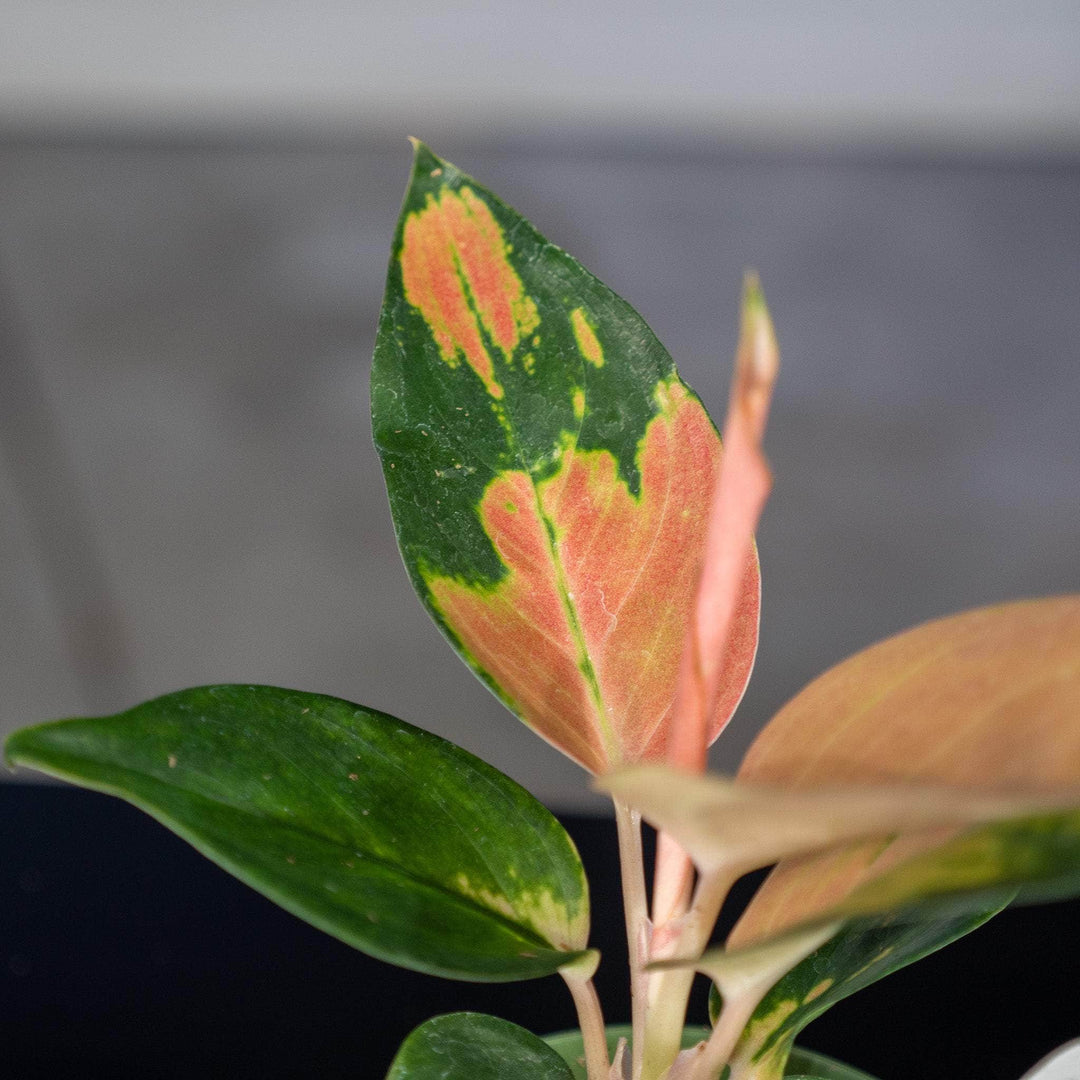 aglaonema red fountain Aglaonema 'Red Fountain'