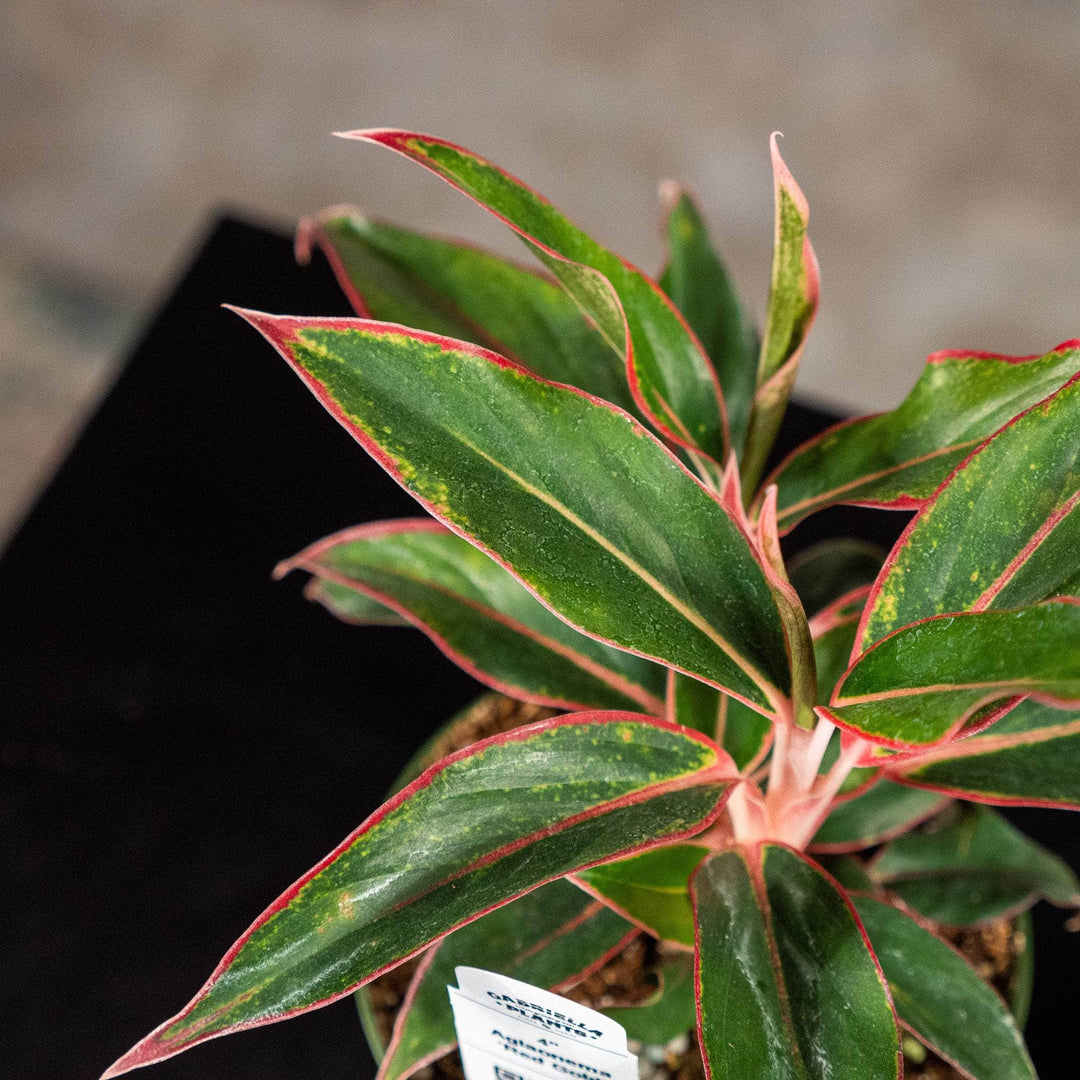aglaonema red edge Aglaonema 'Red Gold'