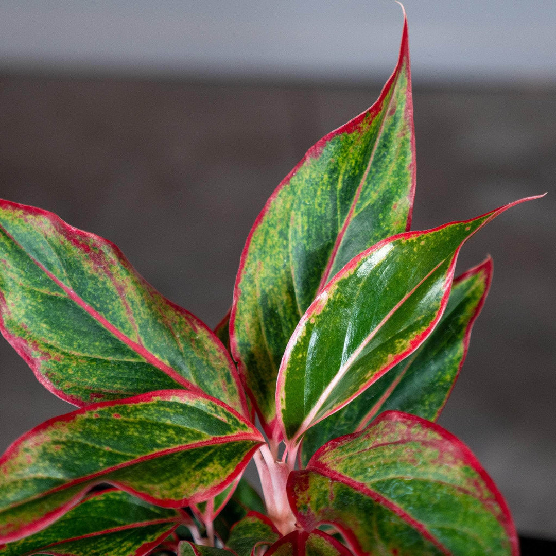 aglaonema gemini supreme Aglaonema 'Siam Aurora'