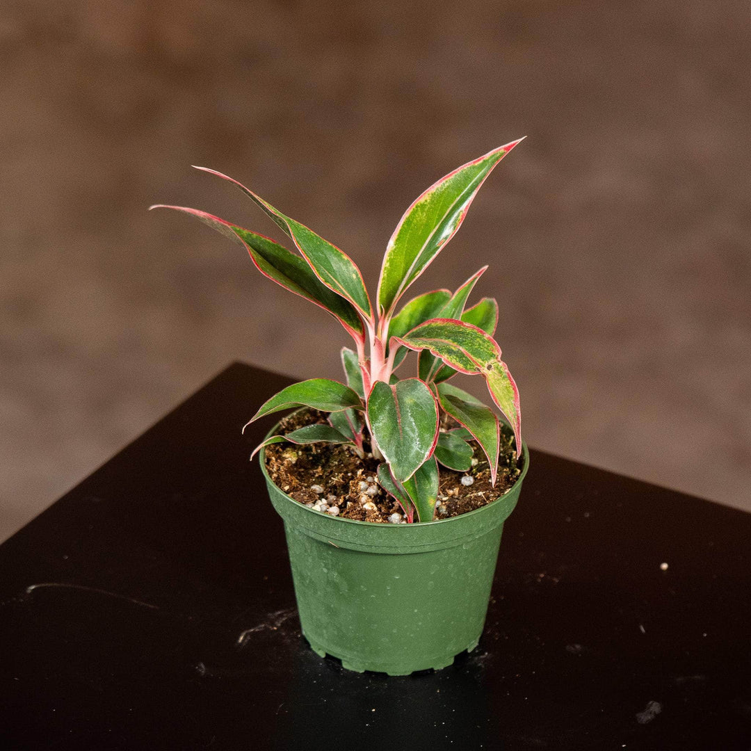 siam pink aglaonema Aglaonema 'Siam Aurora'