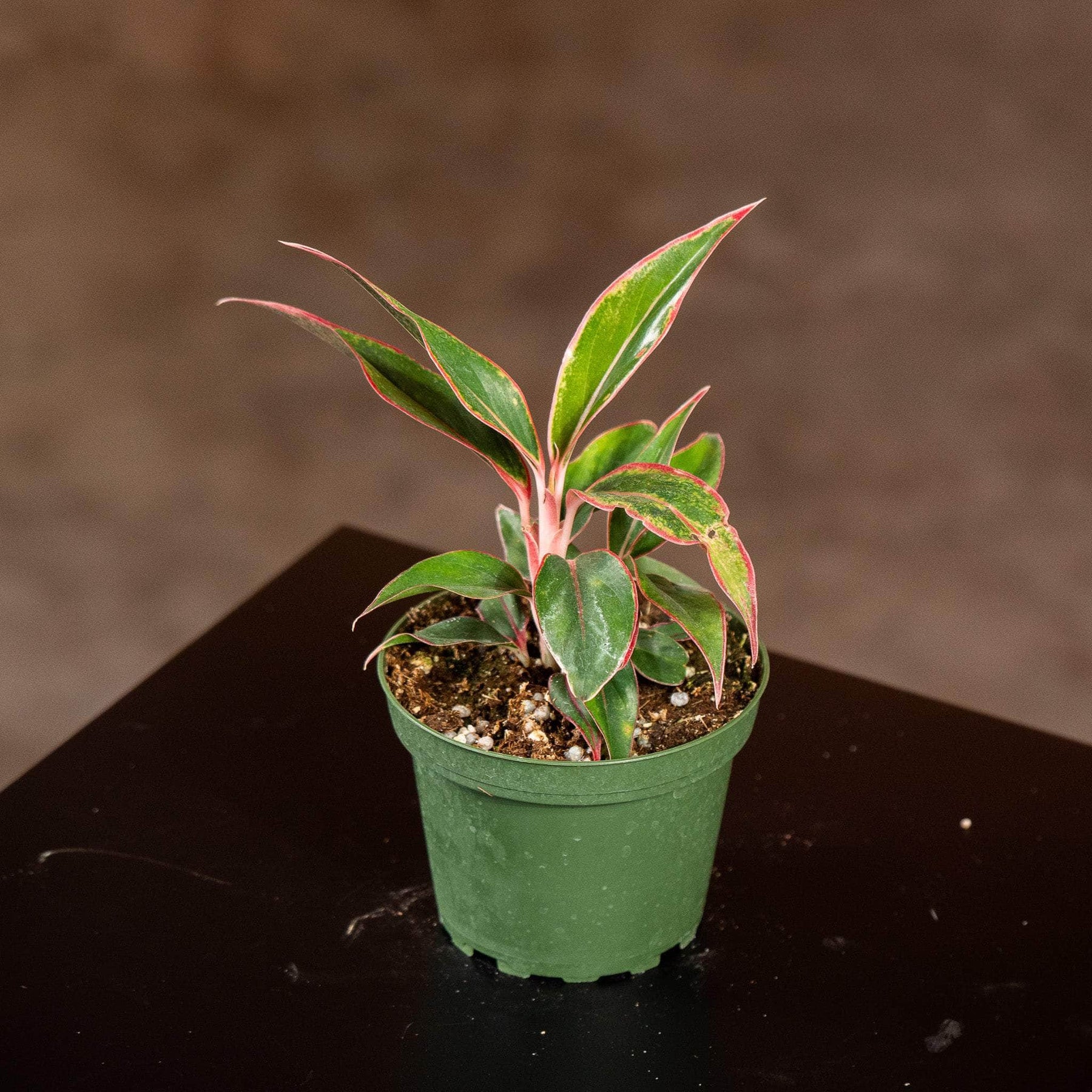 aglaonema pink siam Aglaonema 'Siam Aurora'