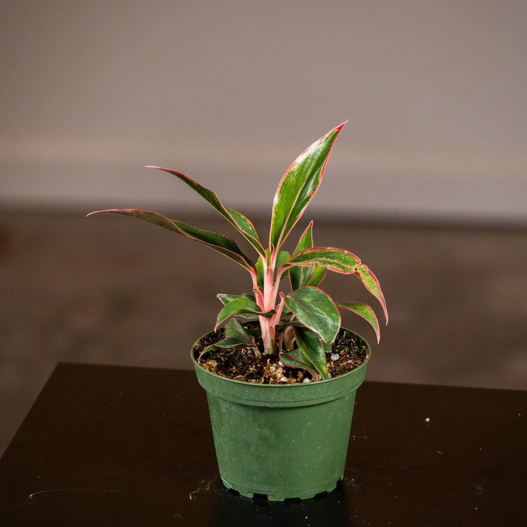 aglaonema siam aurora benefits Aglaonema 'Siam Aurora'
