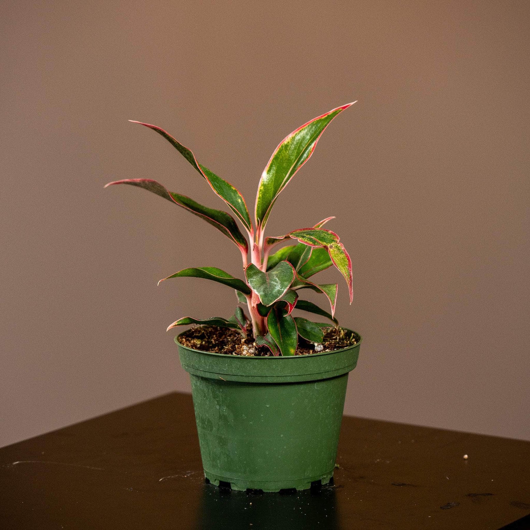 pink aurora aglaonema Aglaonema 'Siam Aurora'