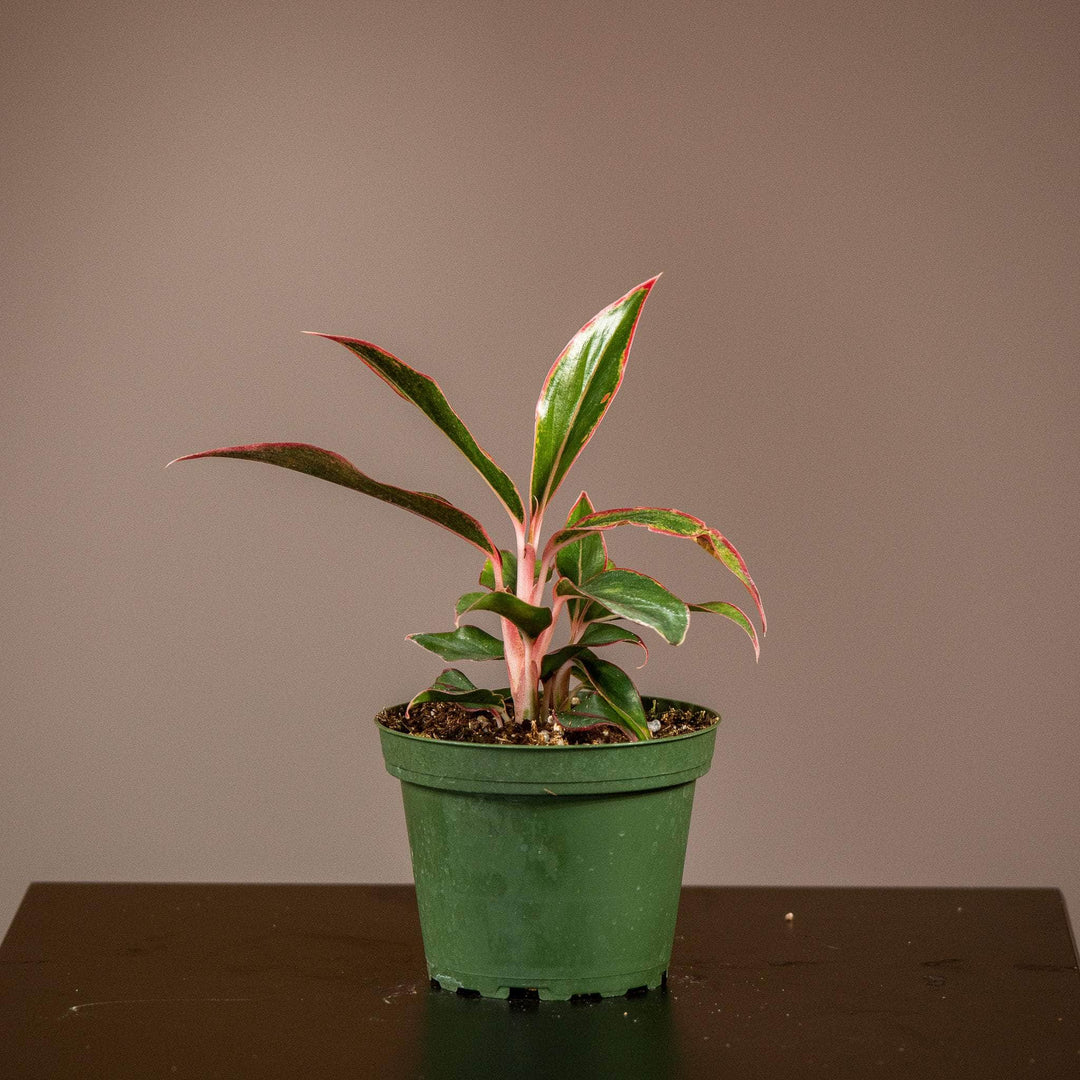 aglaonema siam aurora wikipedia Aglaonema 'Siam Aurora'