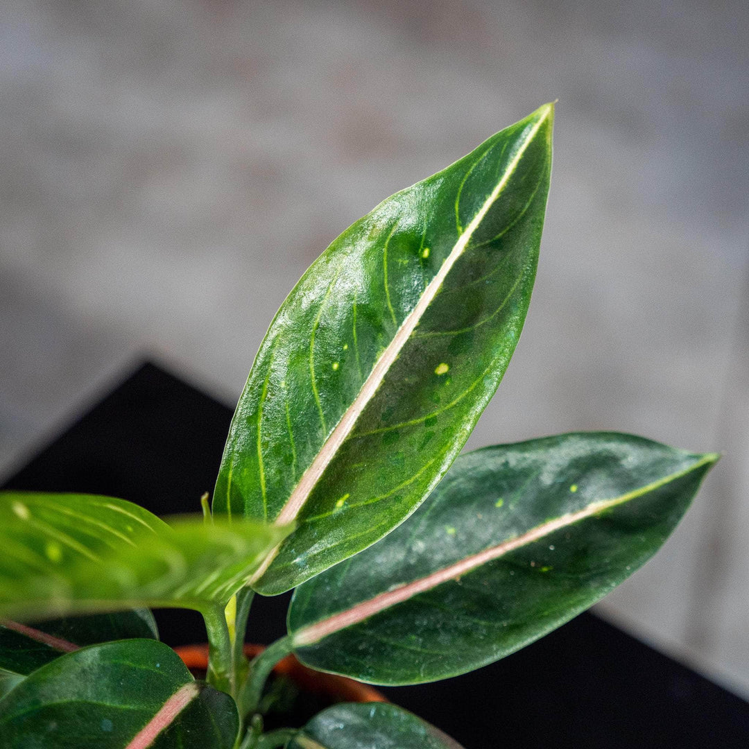 aglaonema star of india Aglaonema 'Stars'