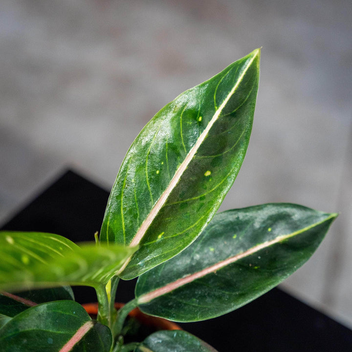 Gabriella Plants Aglaonema 4" Aglaonema 'Stars'