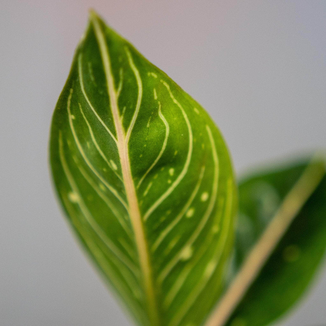 aglaonema star shining Aglaonema 'Stars'