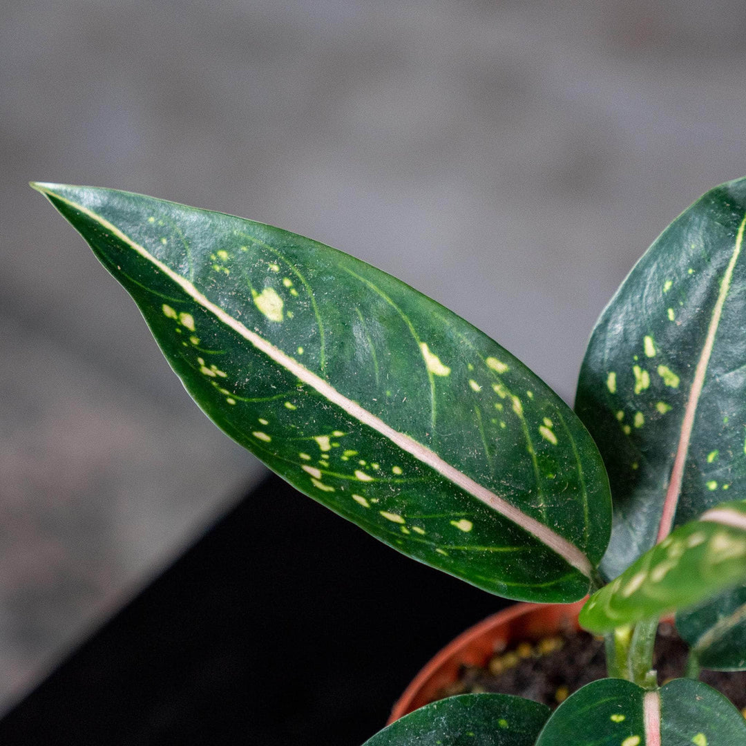 aglaonema stars Aglaonema 'Stars'