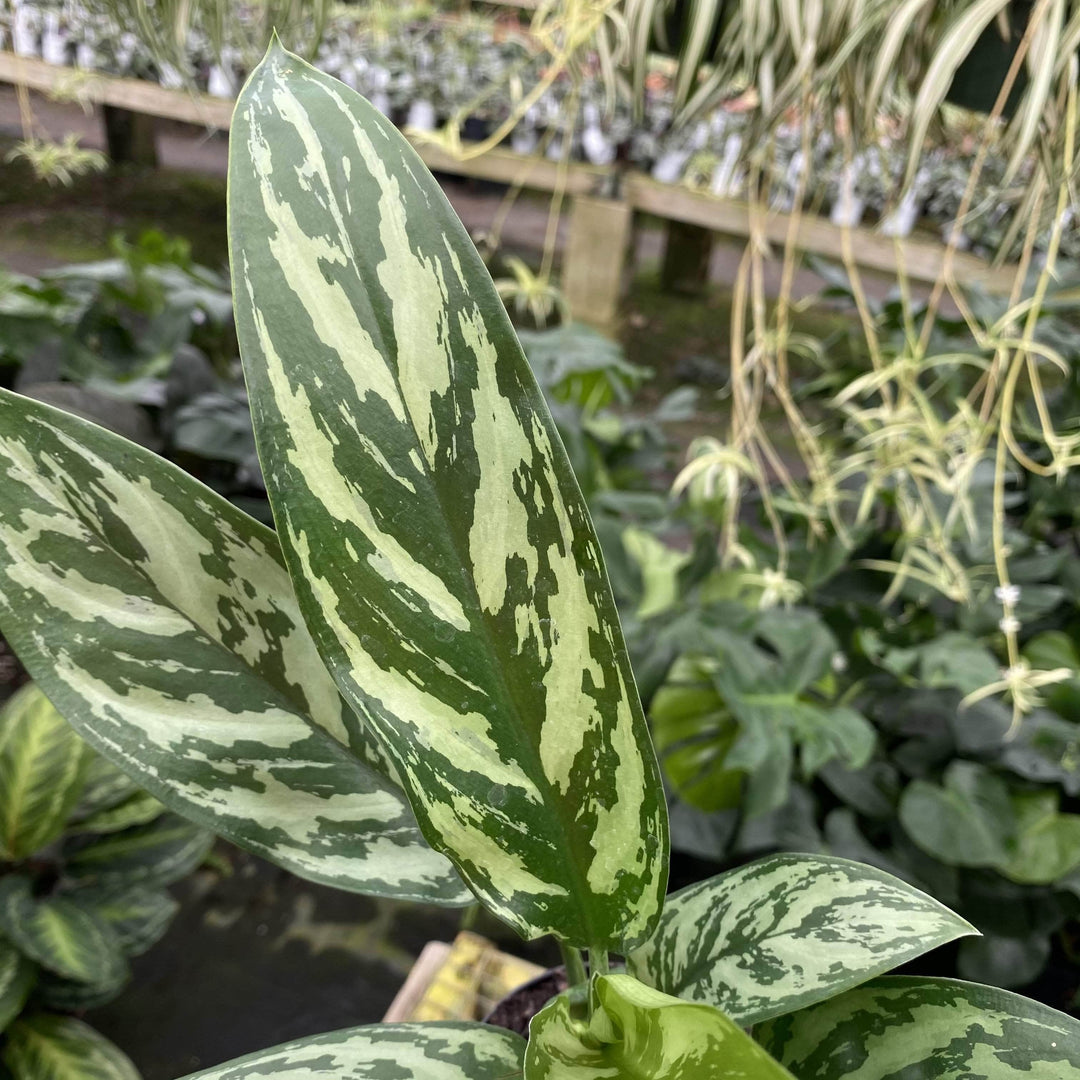 aglaonema tigres Aglaonema 'Tigress'