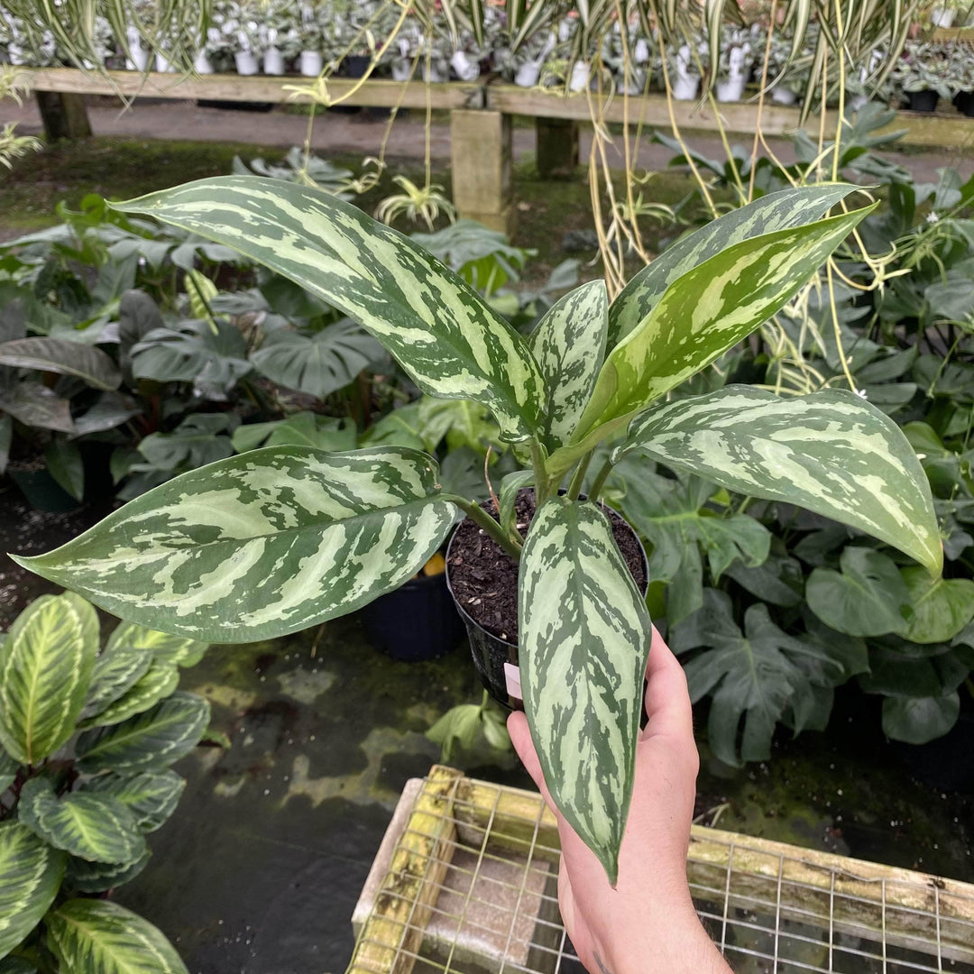 aglaonema tigres Aglaonema 'Tigress'